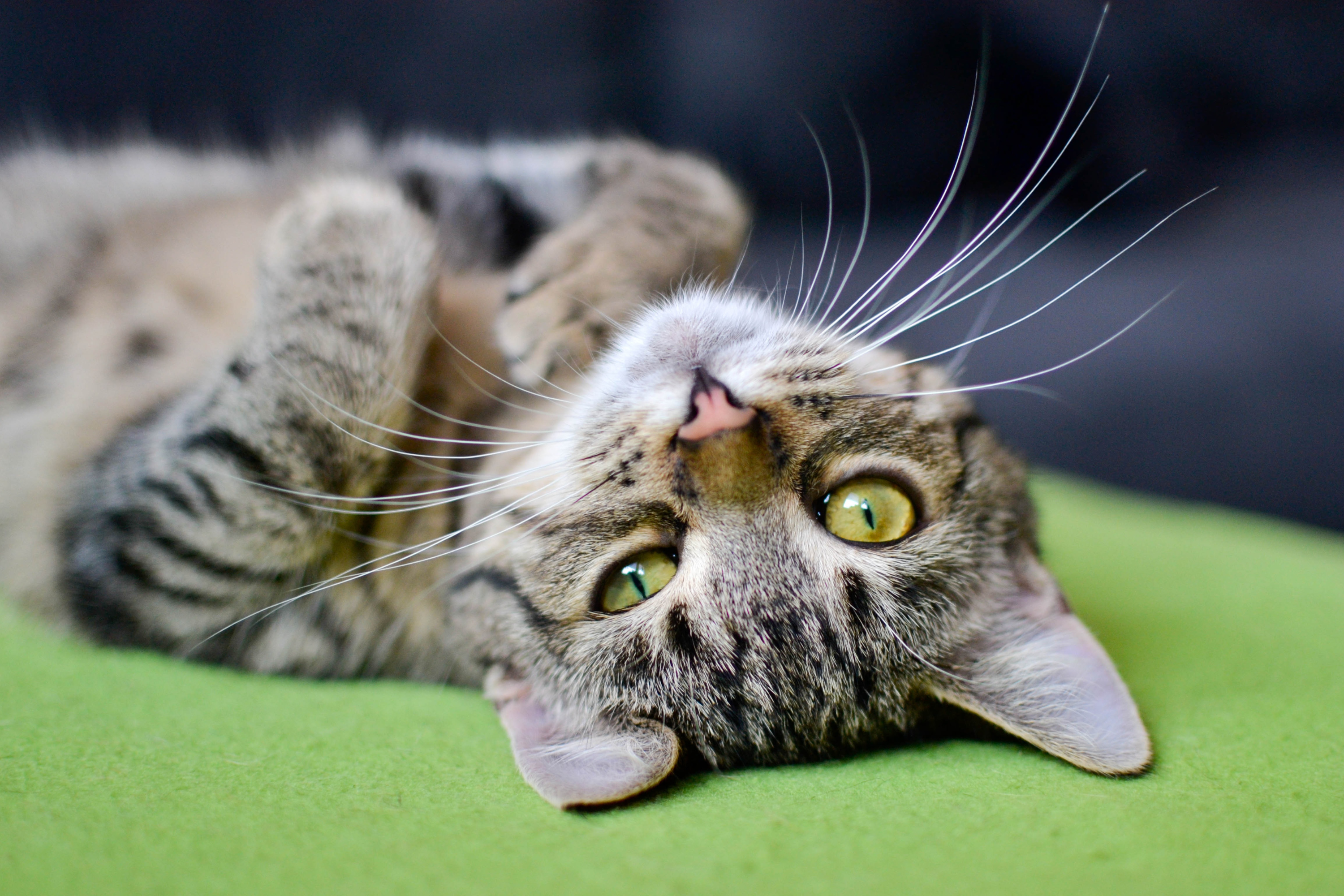 5 comportamenti umani che i gatti odiano
