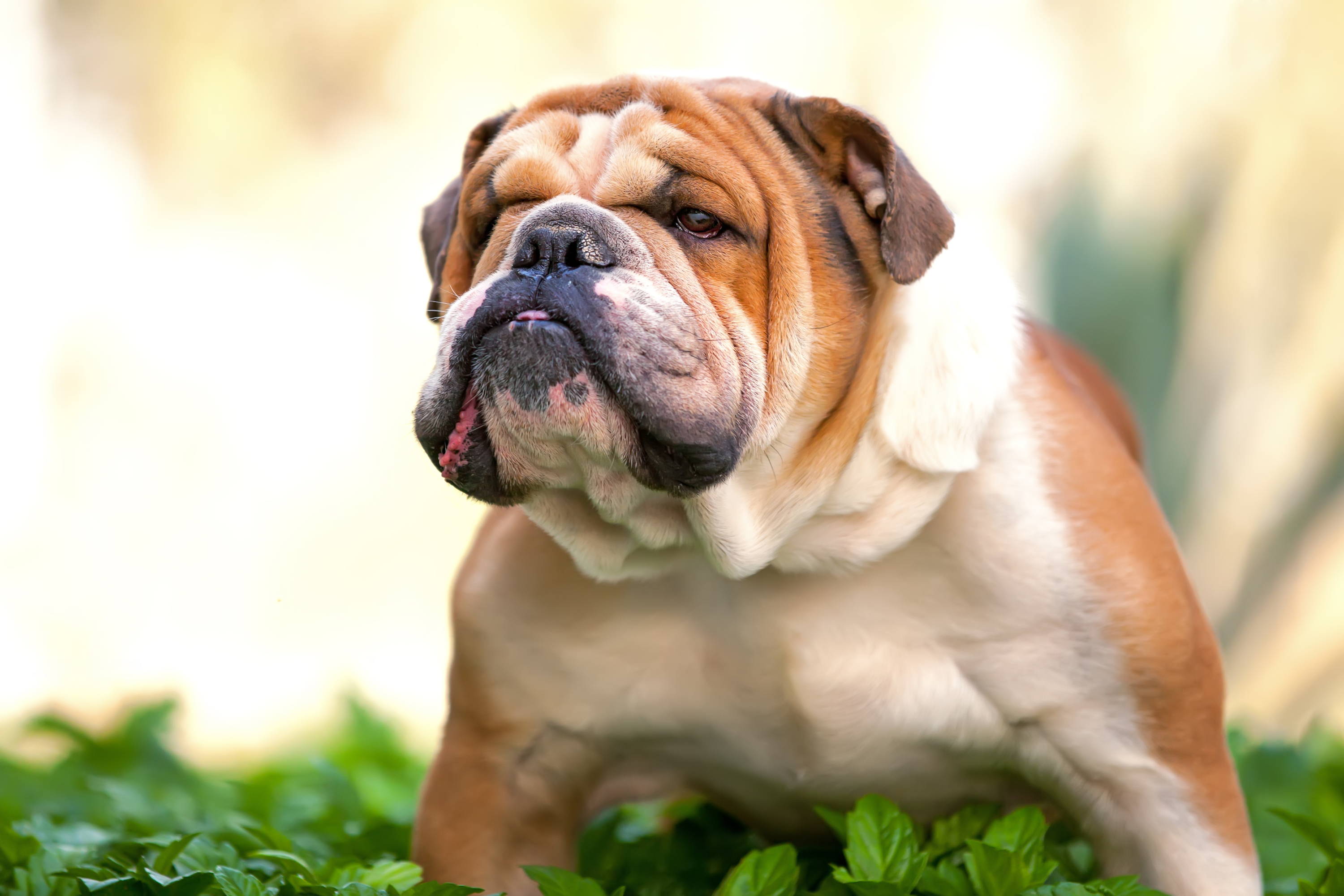 7 Razze di Cani che Soffrono di Più il Caldo: Come Proteggere il tuo Amico