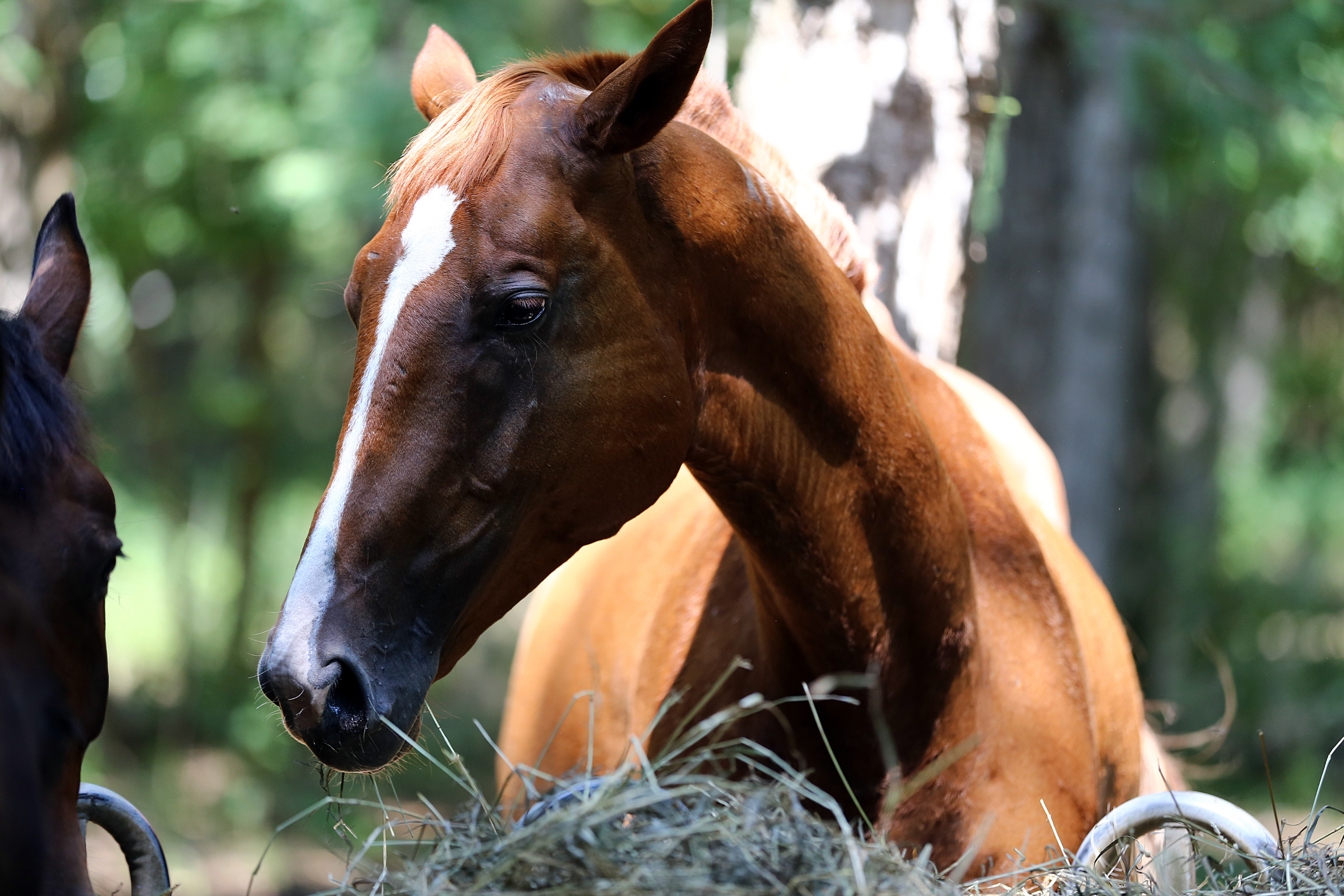 Alimentazione del Cavallo nel Cambio Stagione: la Guida Completa per Proprietari Attenti