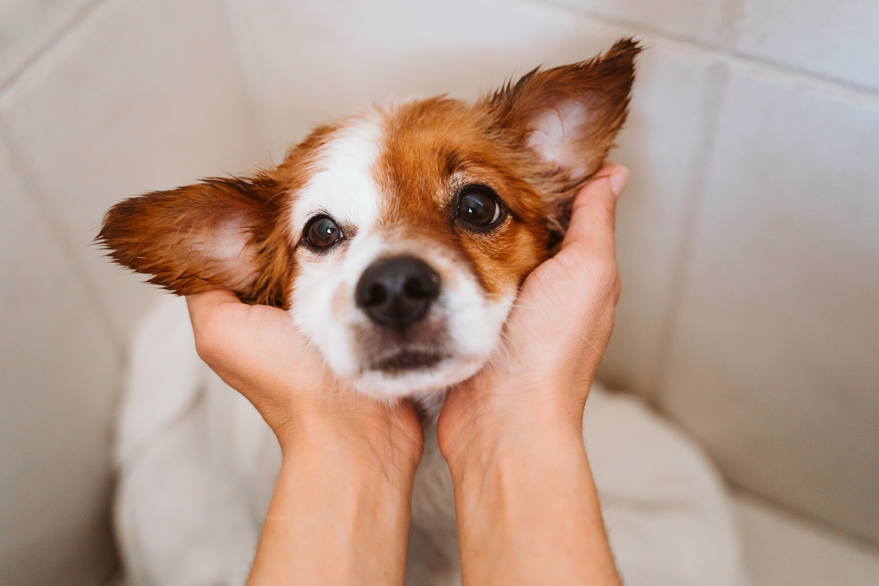 Balsamo Cane: Perché Usarlo? Benefici e Consigli
