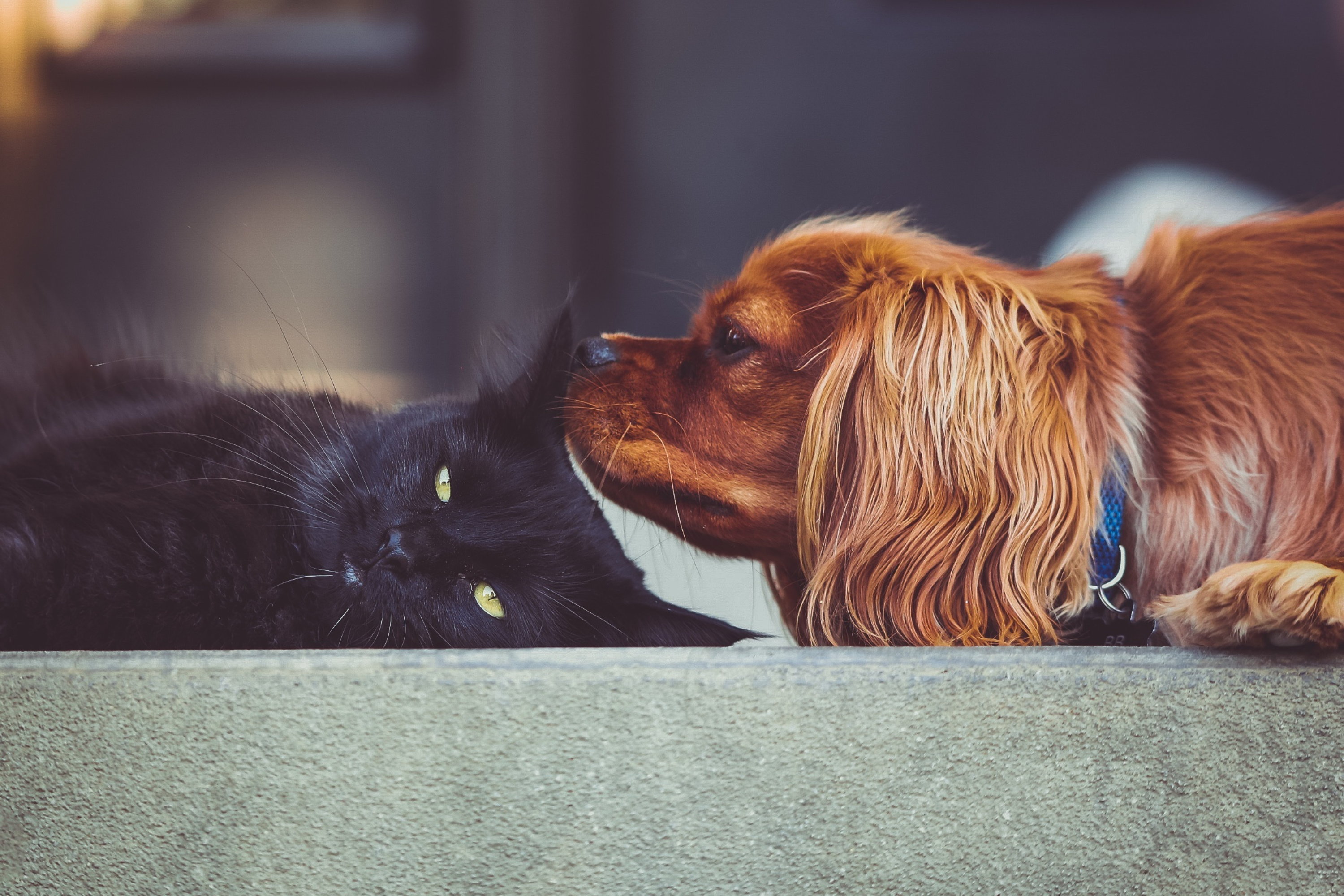 Cane e Gatto Possono Convivere? La Guida Completa per una Convivenza Serena