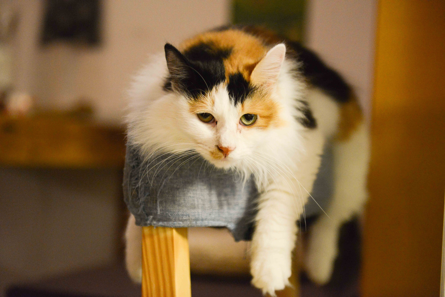 Chi sono i gatti calico? Tutto quello che devi sapere su questi felini dai tre colori