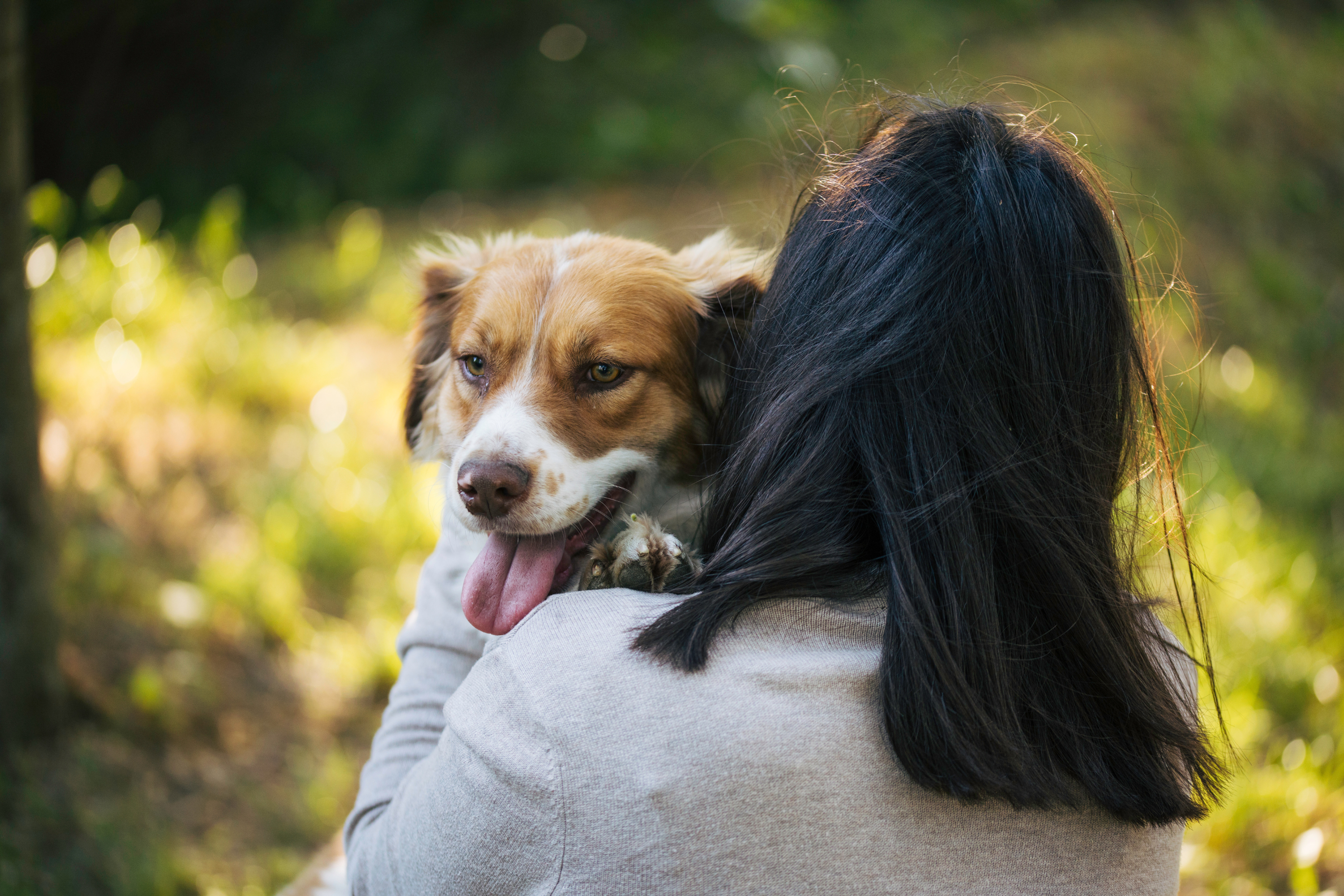 Collare seresto: controversie e dubbi sulla sicurezza del popolare antiparassitario