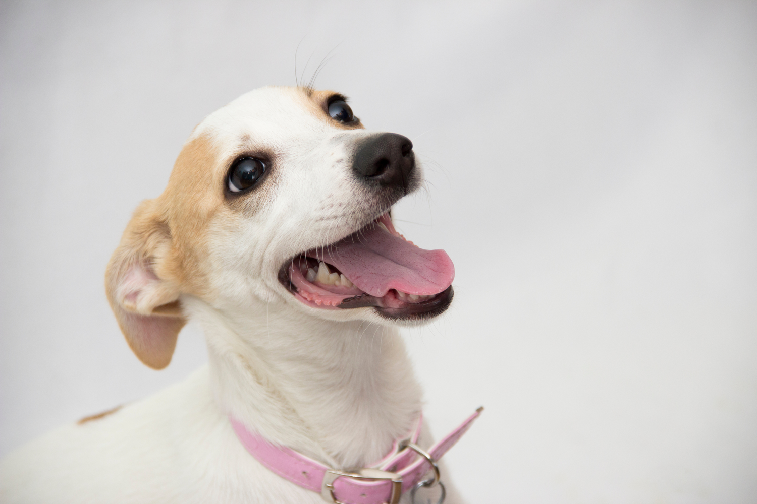 Come Capire se il Tuo Cane è Felice