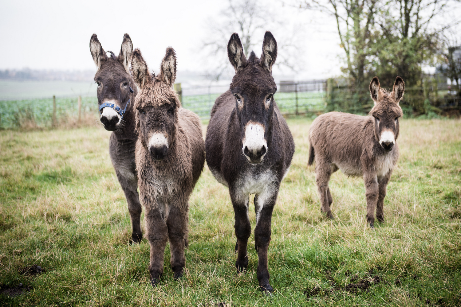 La Comunicazione degli Asini: Un Linguaggio Complesso e Affascinante