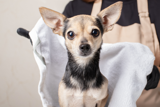 Come Lavare il Tuo Cane con uno Shampoo a Secco: Una Guida Pratica