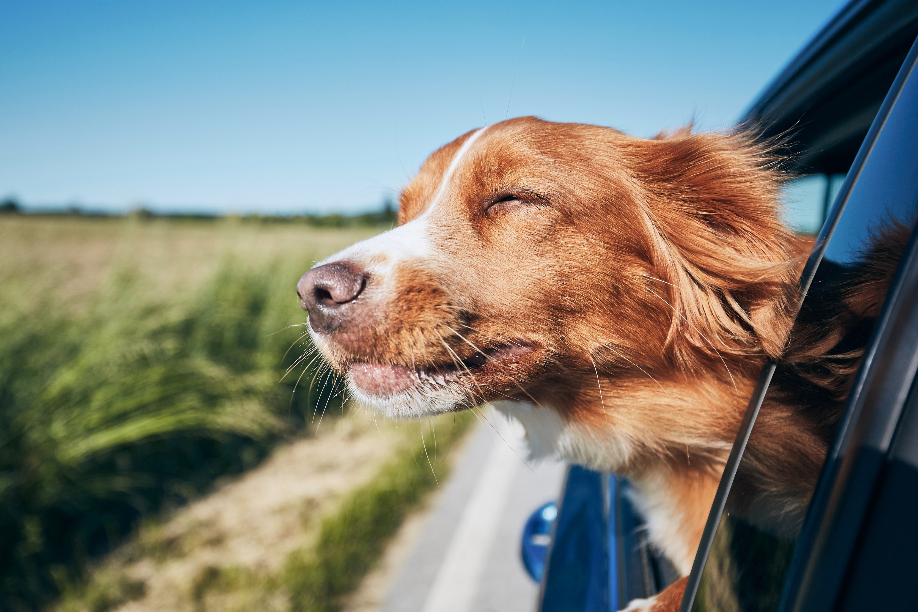 Come Organizzare la Prima Vacanza con il Cane