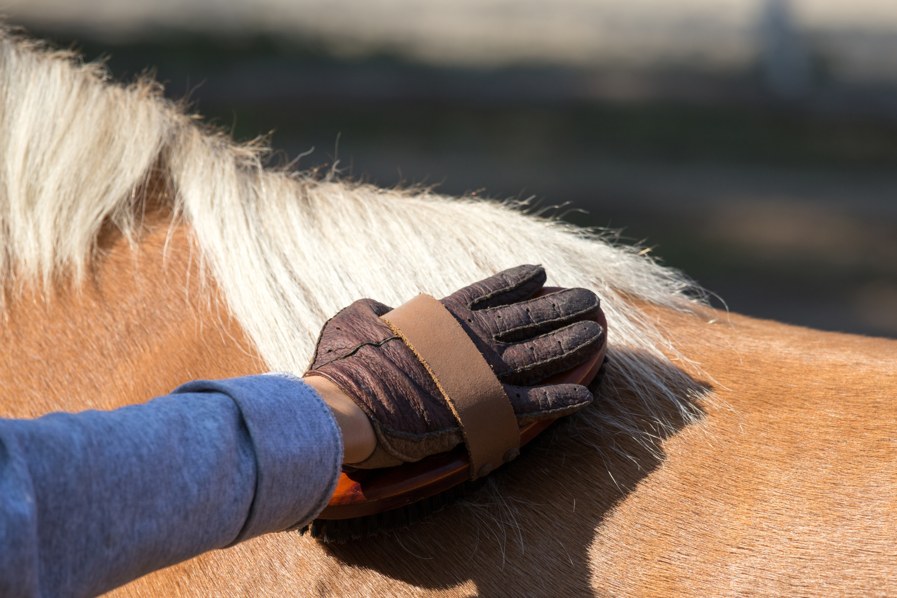 Come Pettinare la Criniera del Cavallo per una Chioma Sana e Lucente