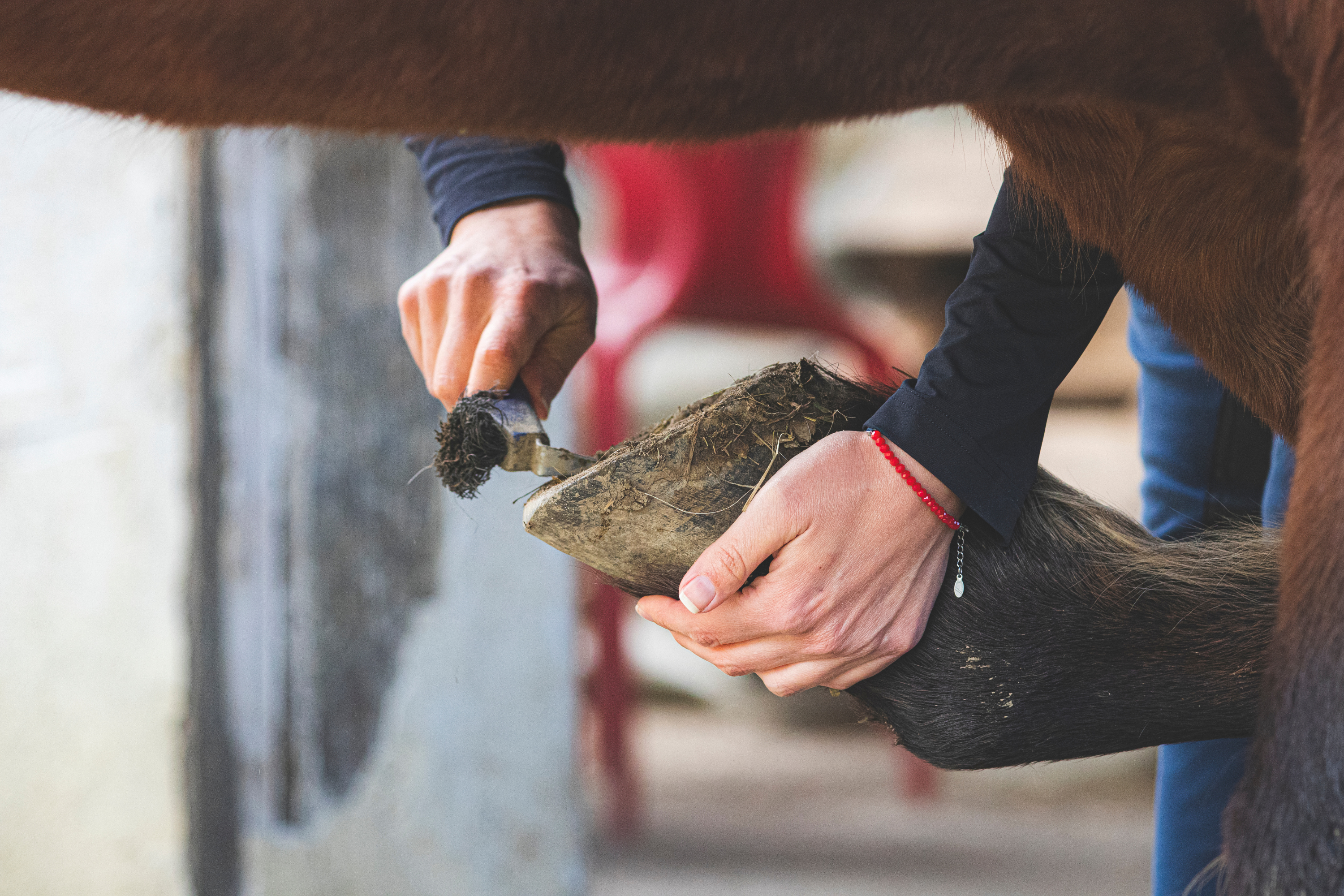 Come Prendersi Cura degli Zoccoli del Tuo Cavallo