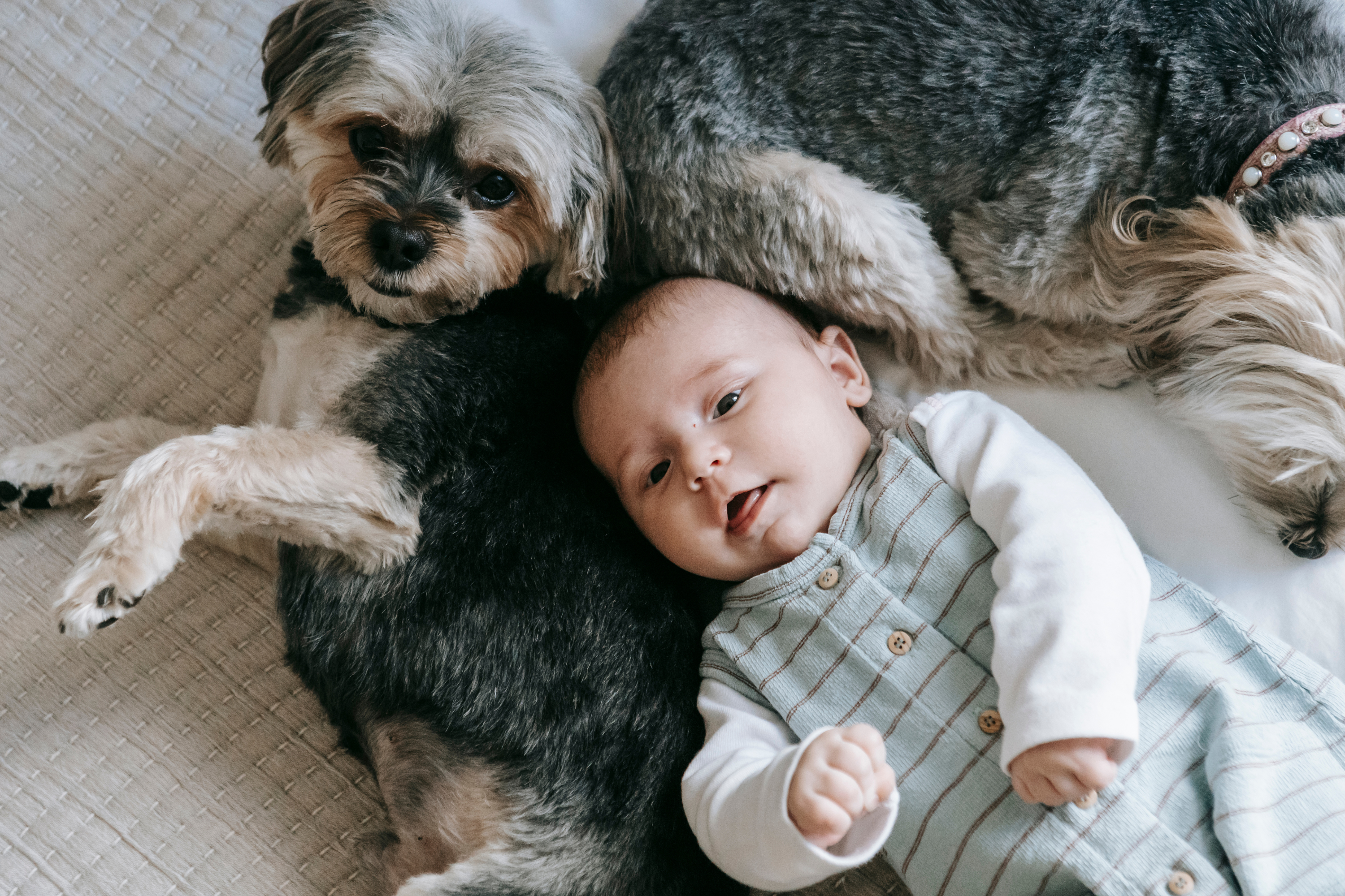 Come Preparare un Cane all'Arrivo di un Bebè