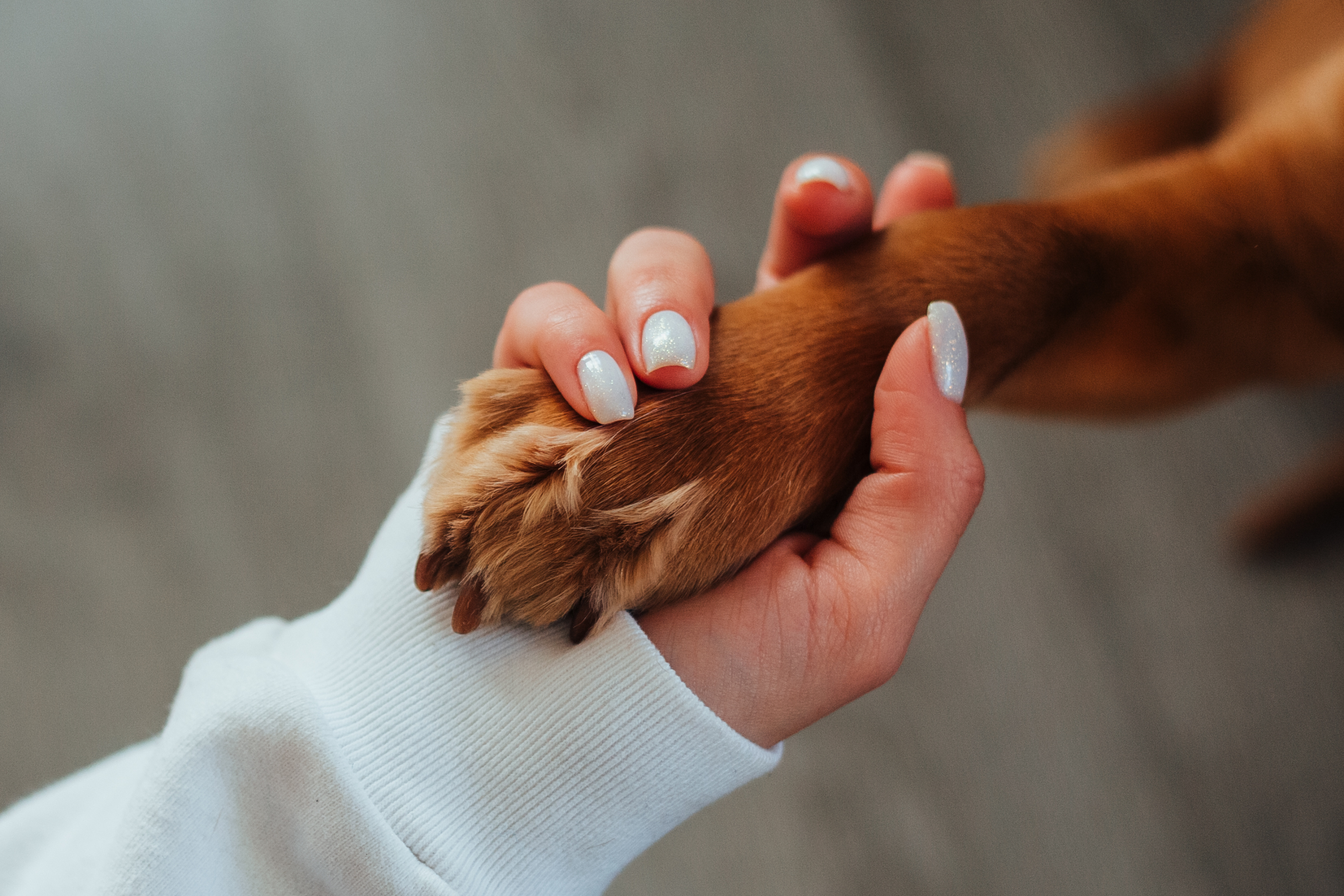 Come Proteggere i Polpastrelli del Cane dal Caldo?