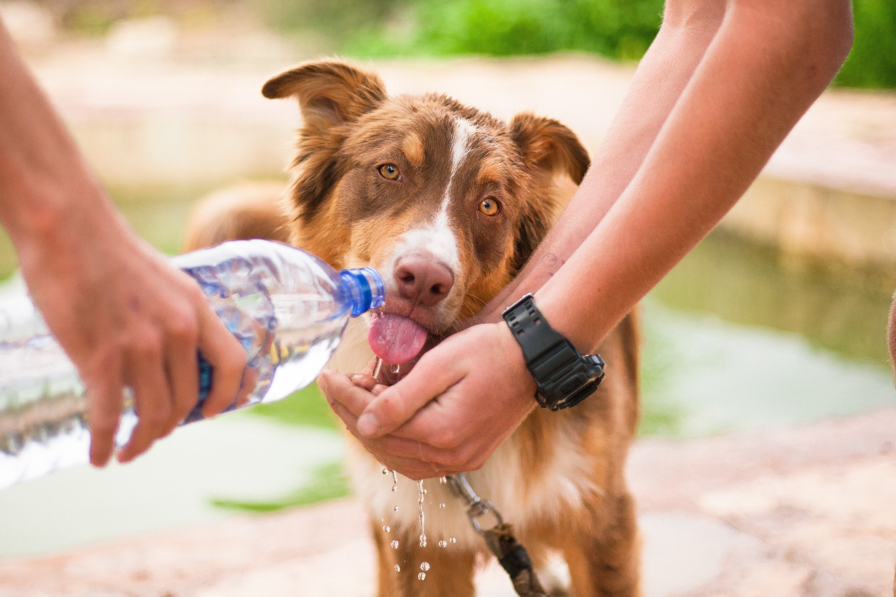 Come aiutare il cane ad affrontare il caldo: la guida completa per un'estate serena