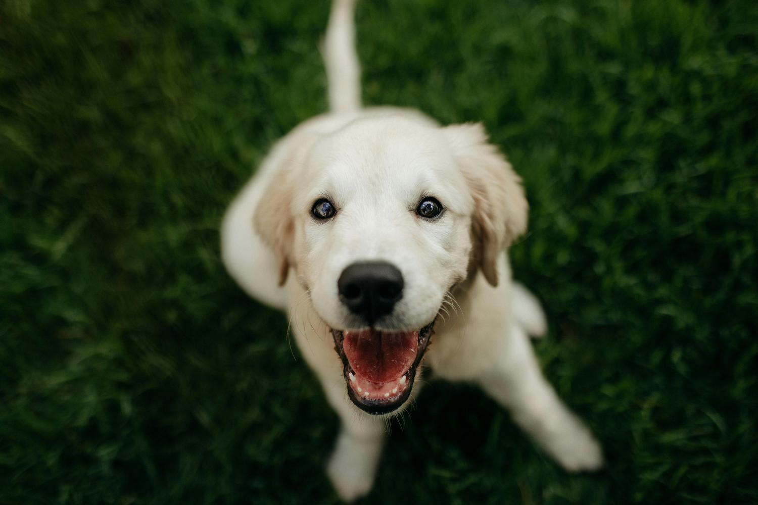 Come insegnare al cane a fare i bisogni fuori: guida completa