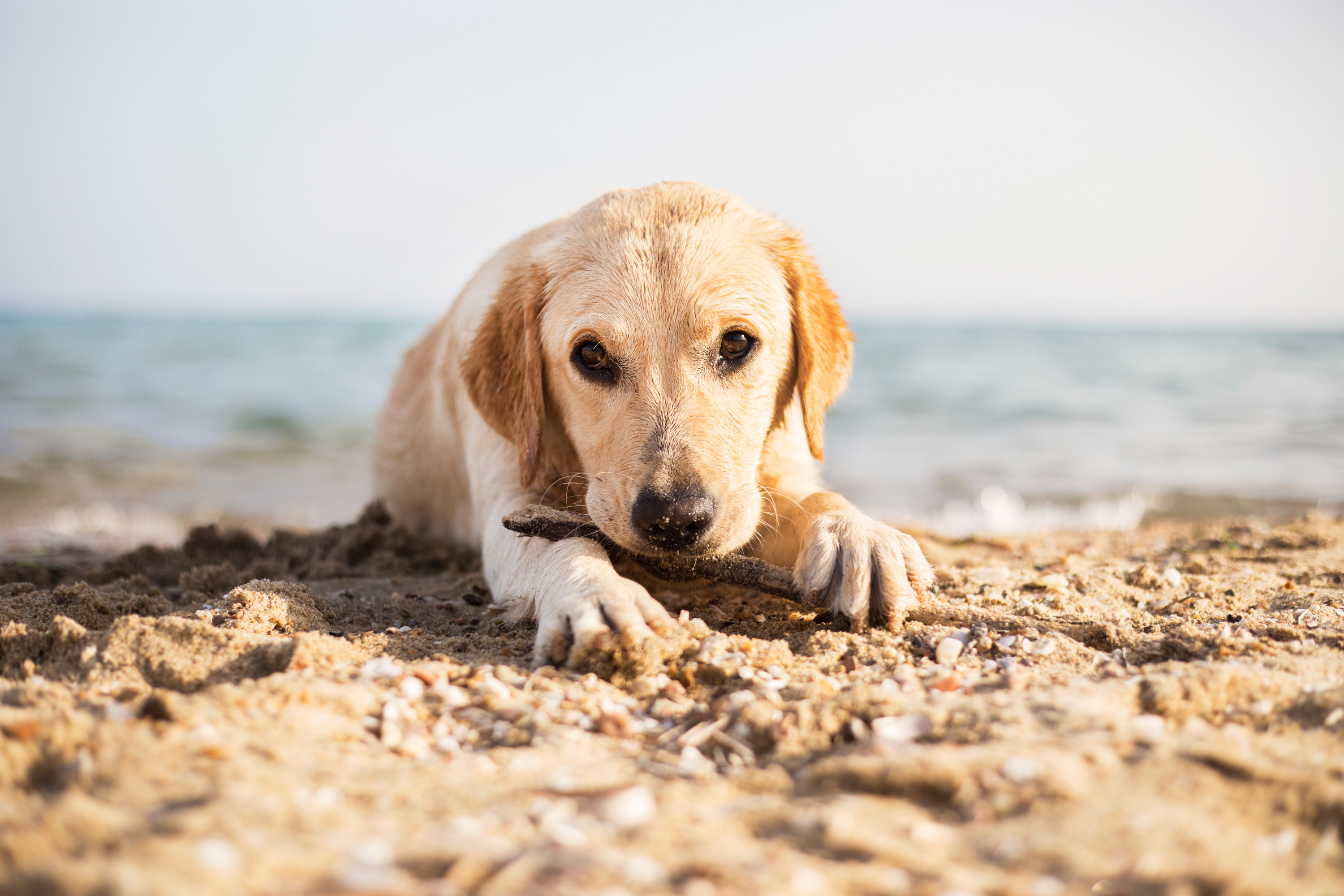 Come portare il cane in spiaggia in sicurezza