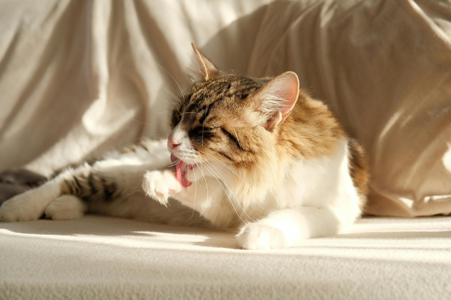 Come prevenire i boli di pelo nei gatti