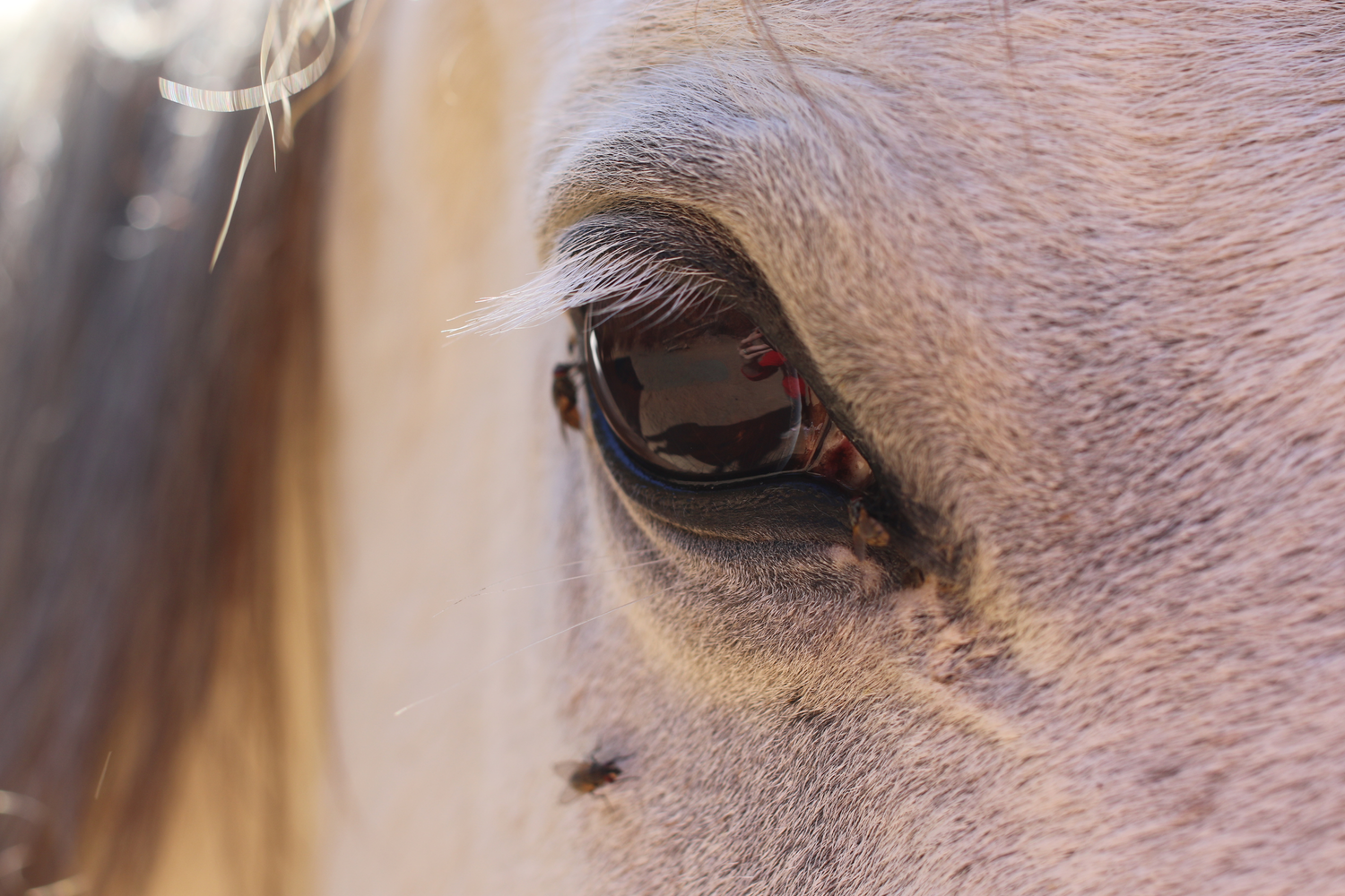 Come proteggere il cavallo dalle mosche: guida completa per un'estate serena