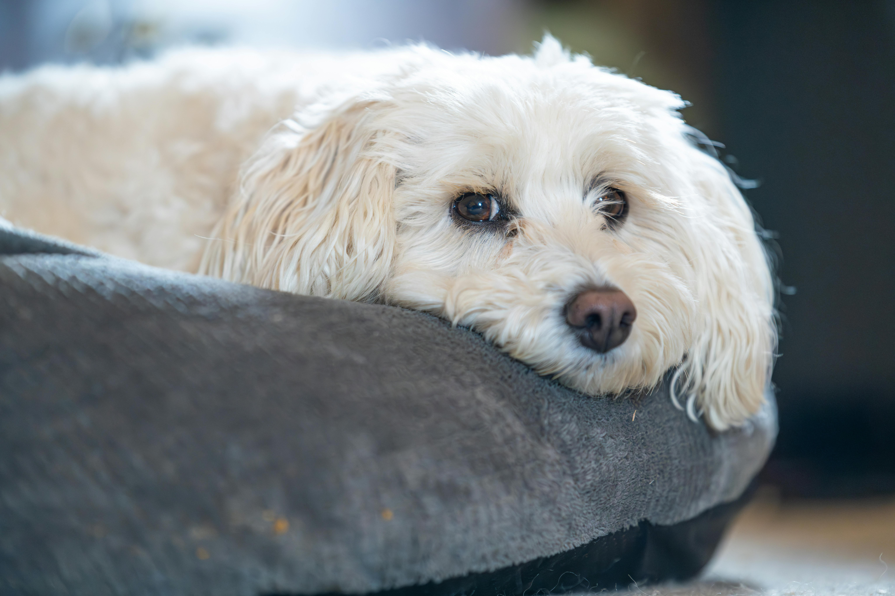 Come riscaldare la cuccia del cane: guida completa per l'inverno