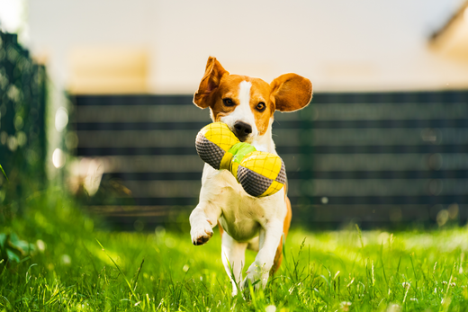 Come scegliere il gioco giusto per il tuo cane