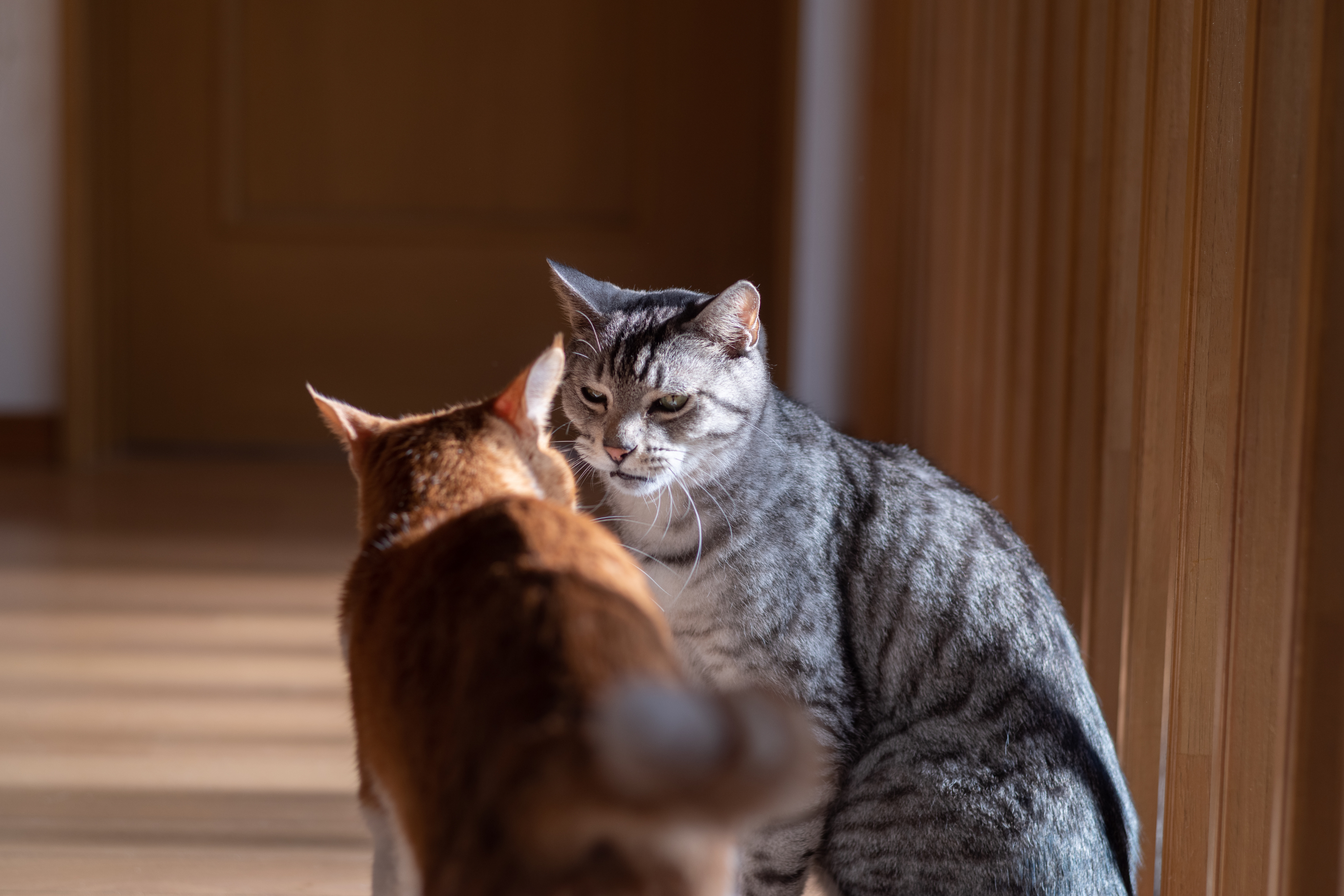 Come si salutano i gatti? Il linguaggio segreto dei nostri felini