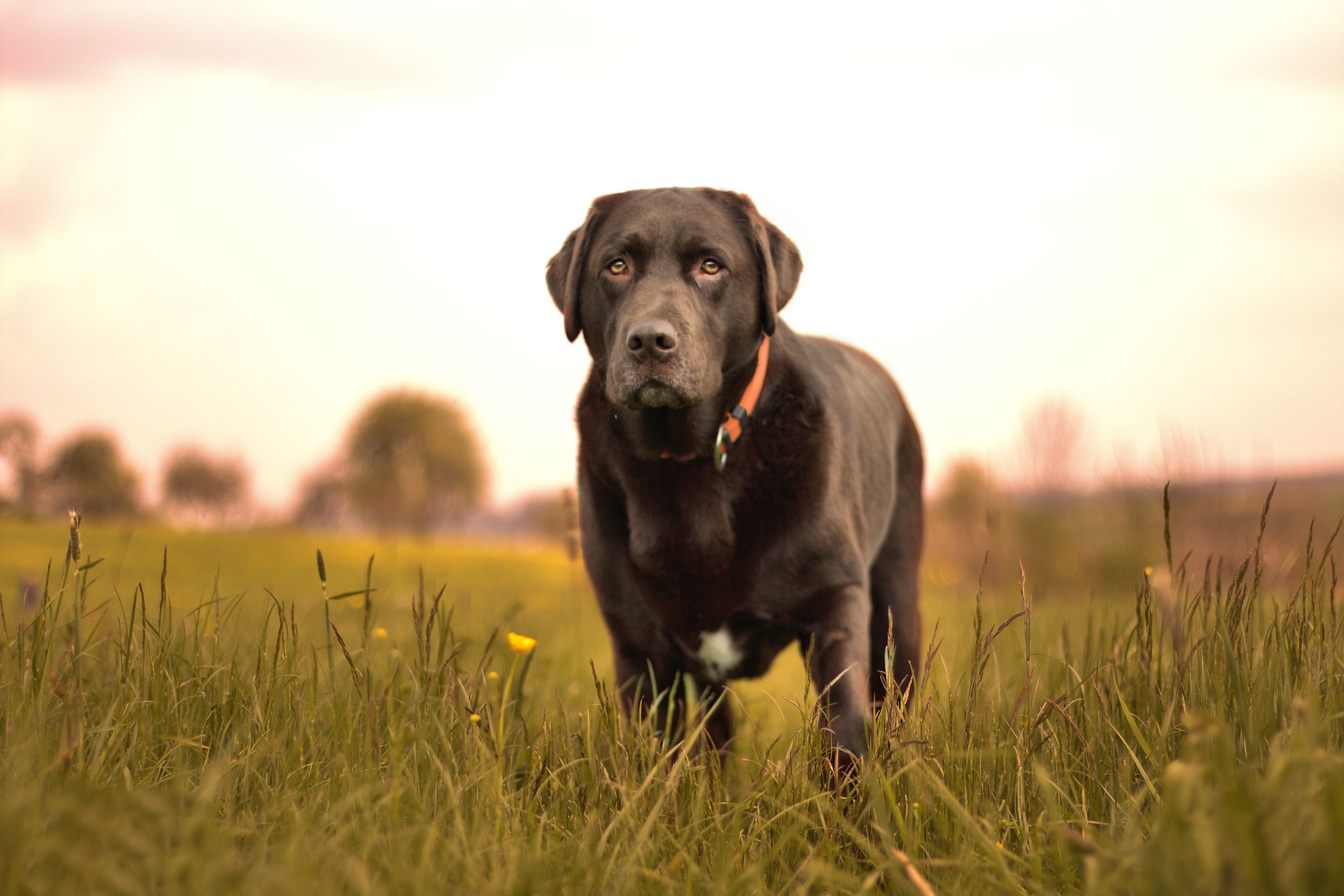 Condroprotettori per Cane: Cosa sono e a Cosa servono?