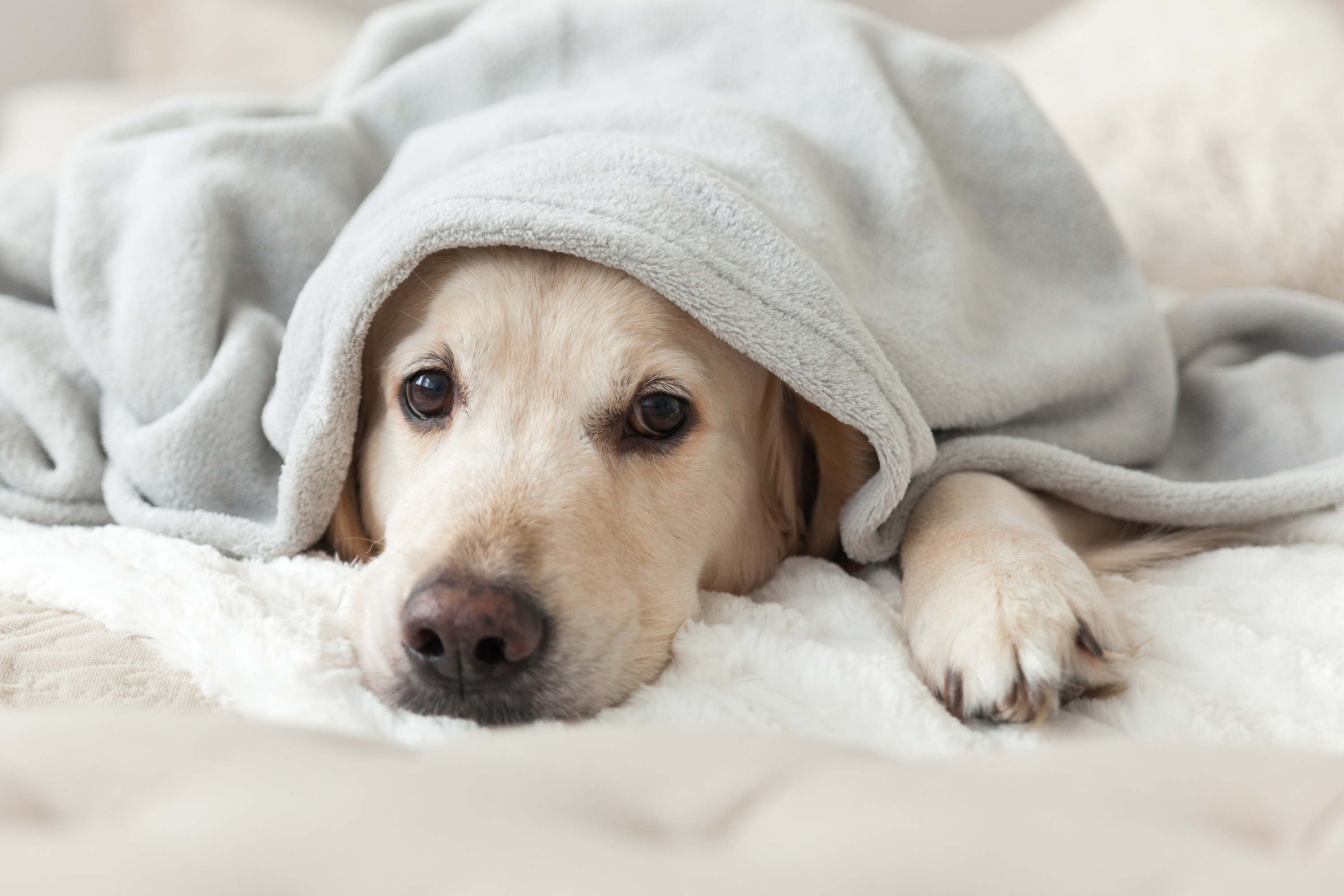 Copertina cane: come e quando usarla