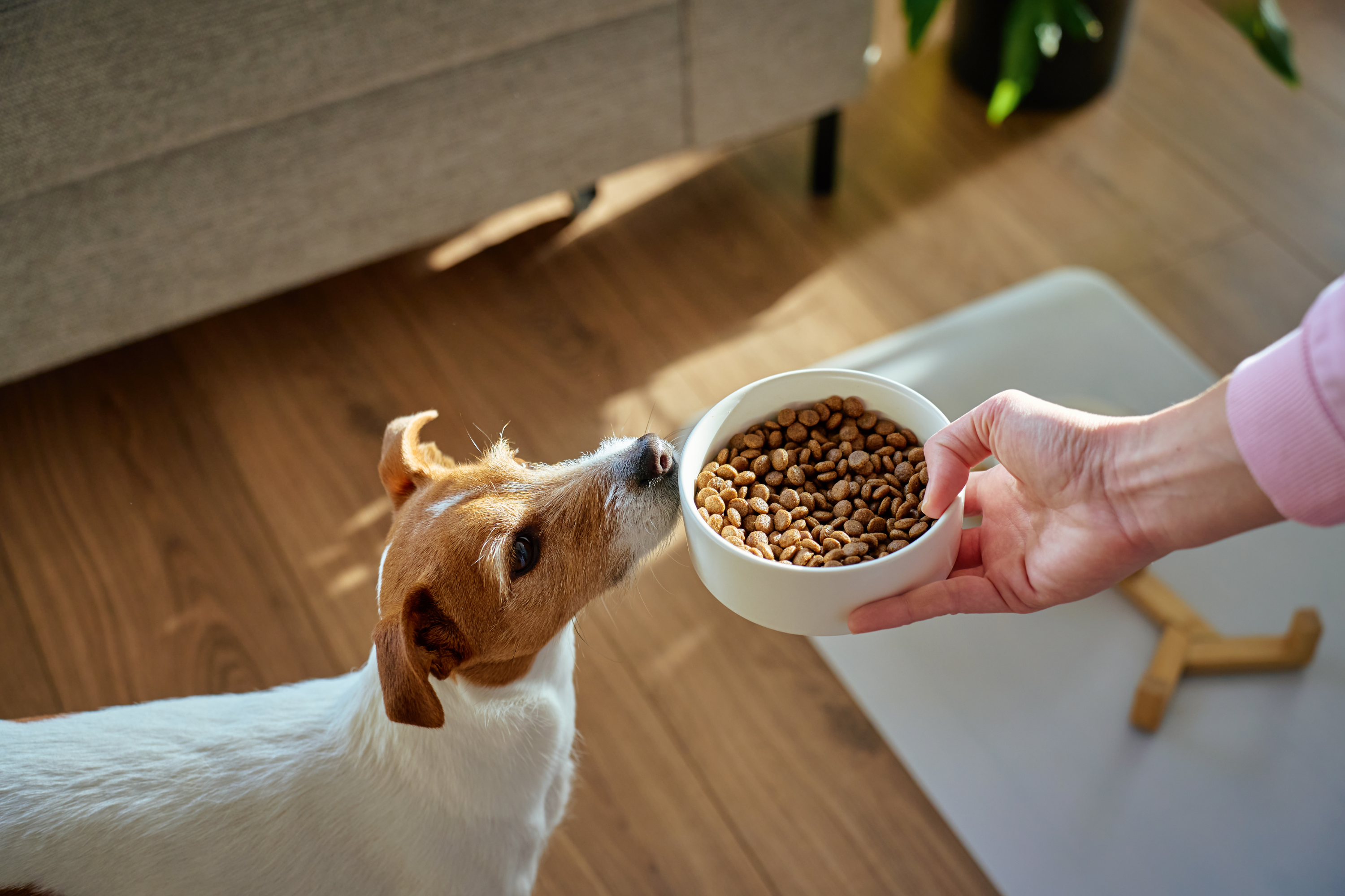 Cosa Significa Quando il Cane Annusa il Cibo e Non Mangia? La Guida Completa