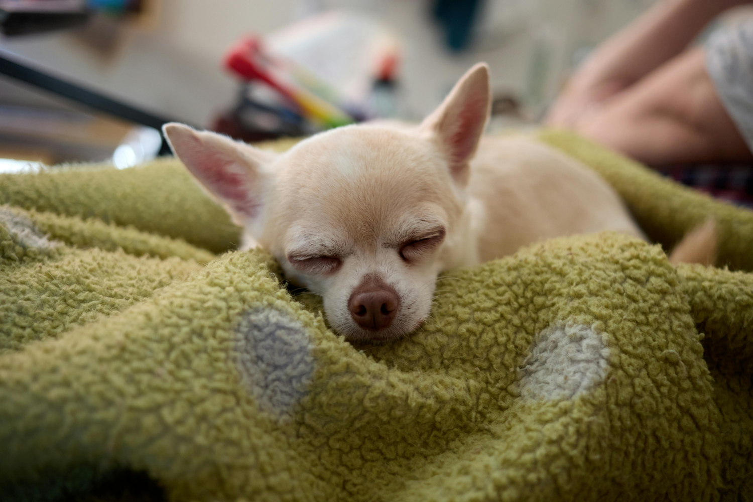 Cosa significa quando il cane sospira prima di addormentarsi?