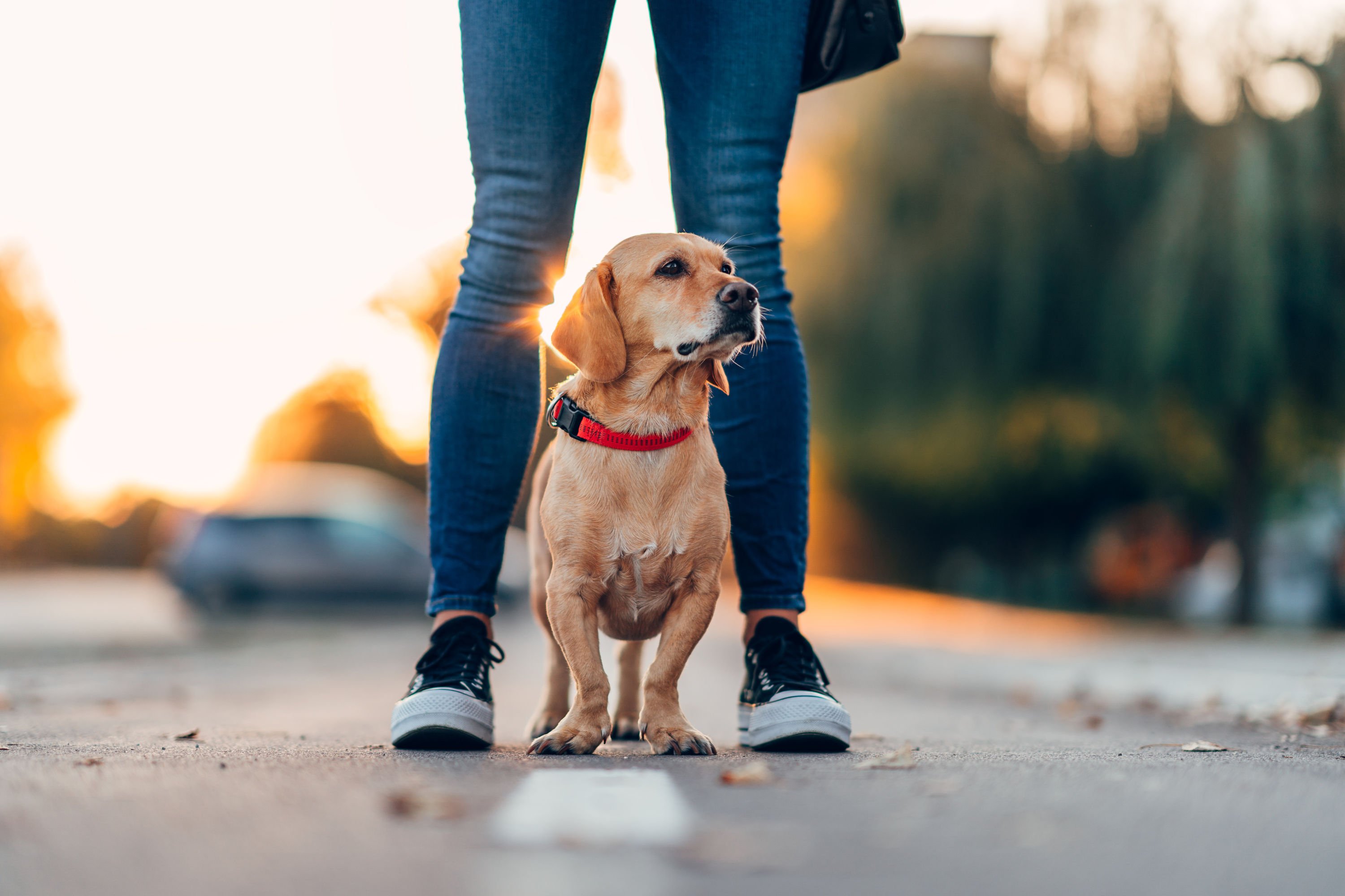 Cosa significa quando il cane si nasconde tra le tue gambe?