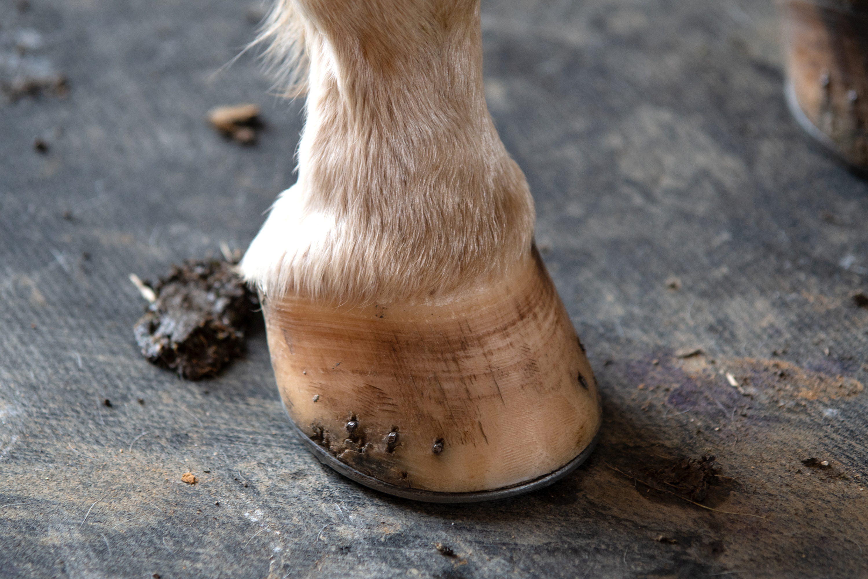 Cura degli zoccoli nei cavalli: guida completa per la salute del tuo equino