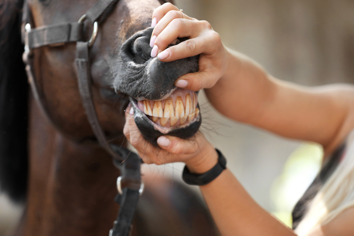 Cura dei denti nel cavallo: guida completa per una bocca sana