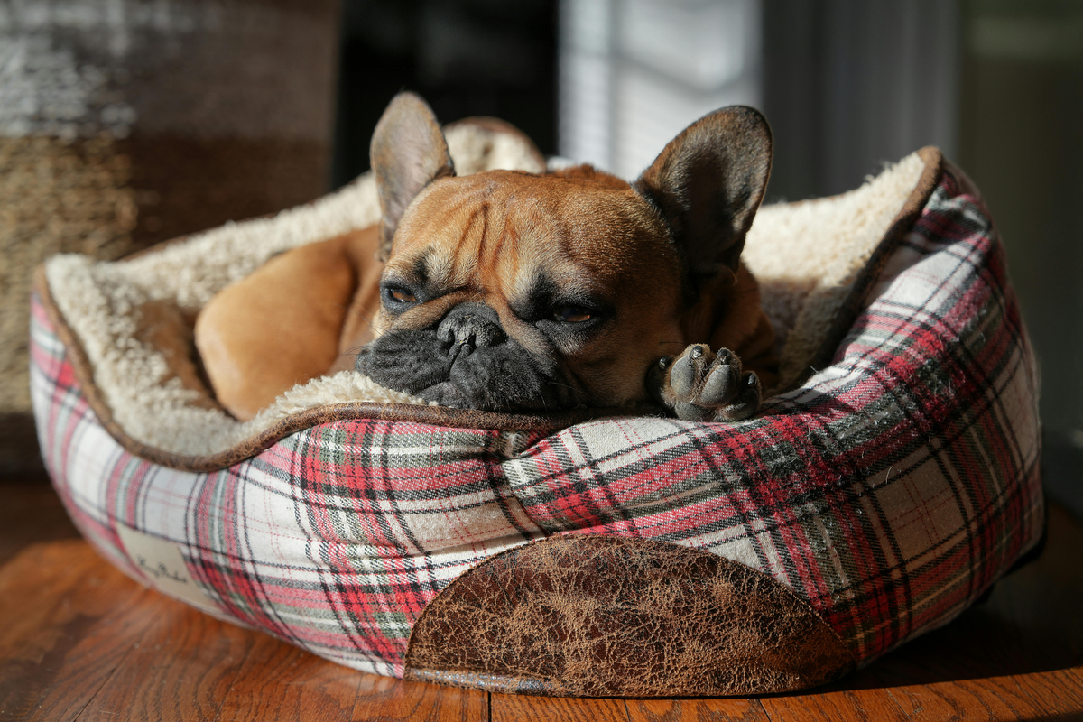 Dove mettere la cuccia del cane? La guida completa per scegliere il posto giusto