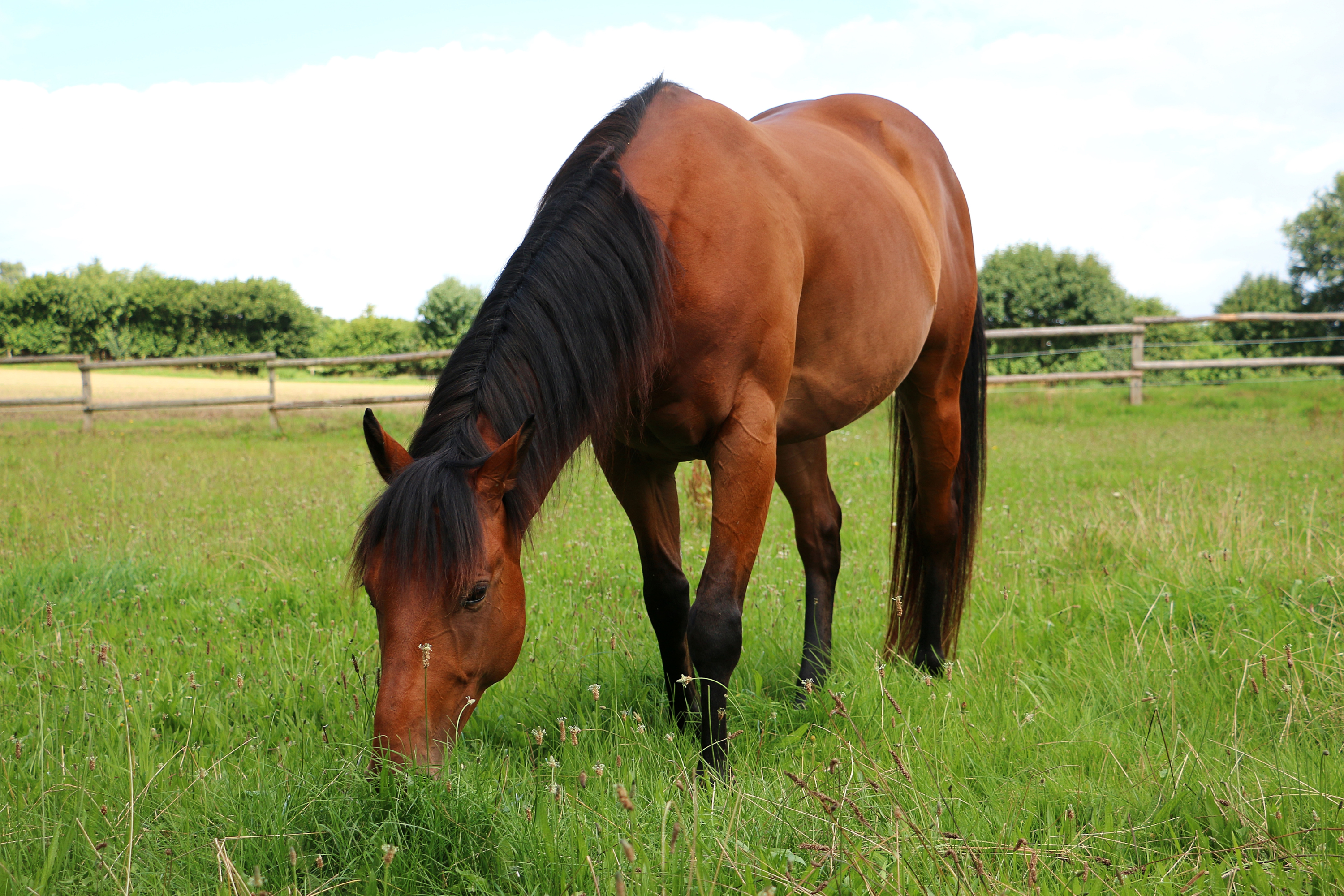 Erba Medica per Cavalli: La Guida Completa per una Nutrizione Ottimale