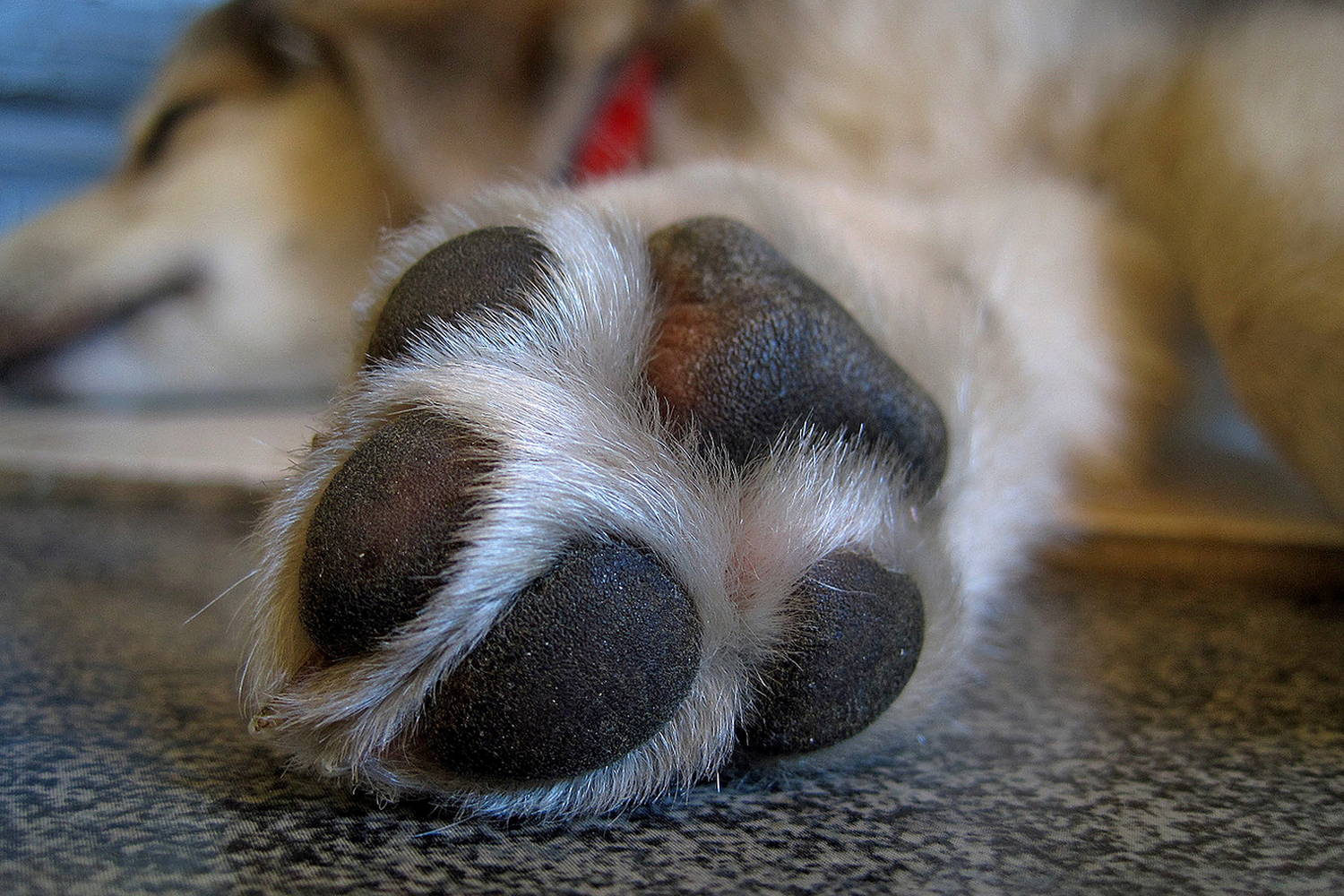 Ferita al cuscinetto del cane: trattamento e monitoraggio, tutto quello che devi sapere