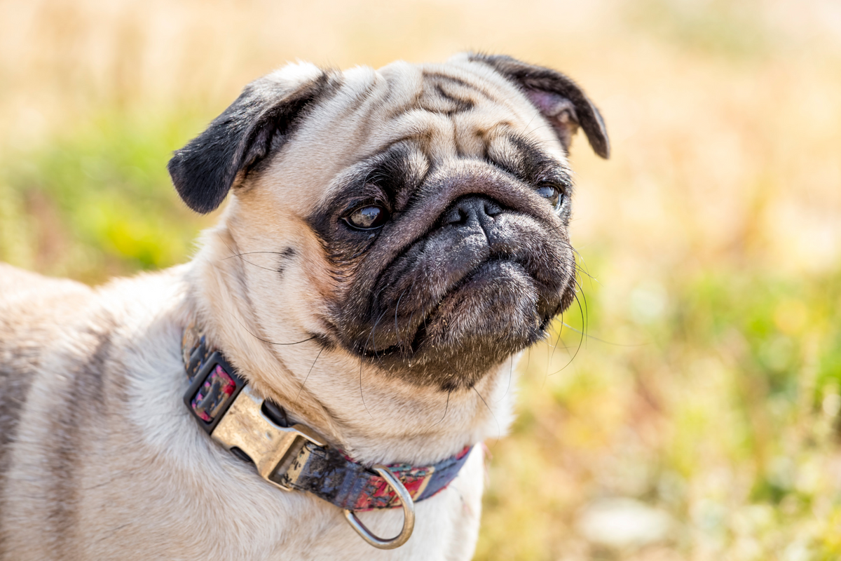 Forasacchi nel cane: le parti del corpo più vulnerabili e come proteggerle