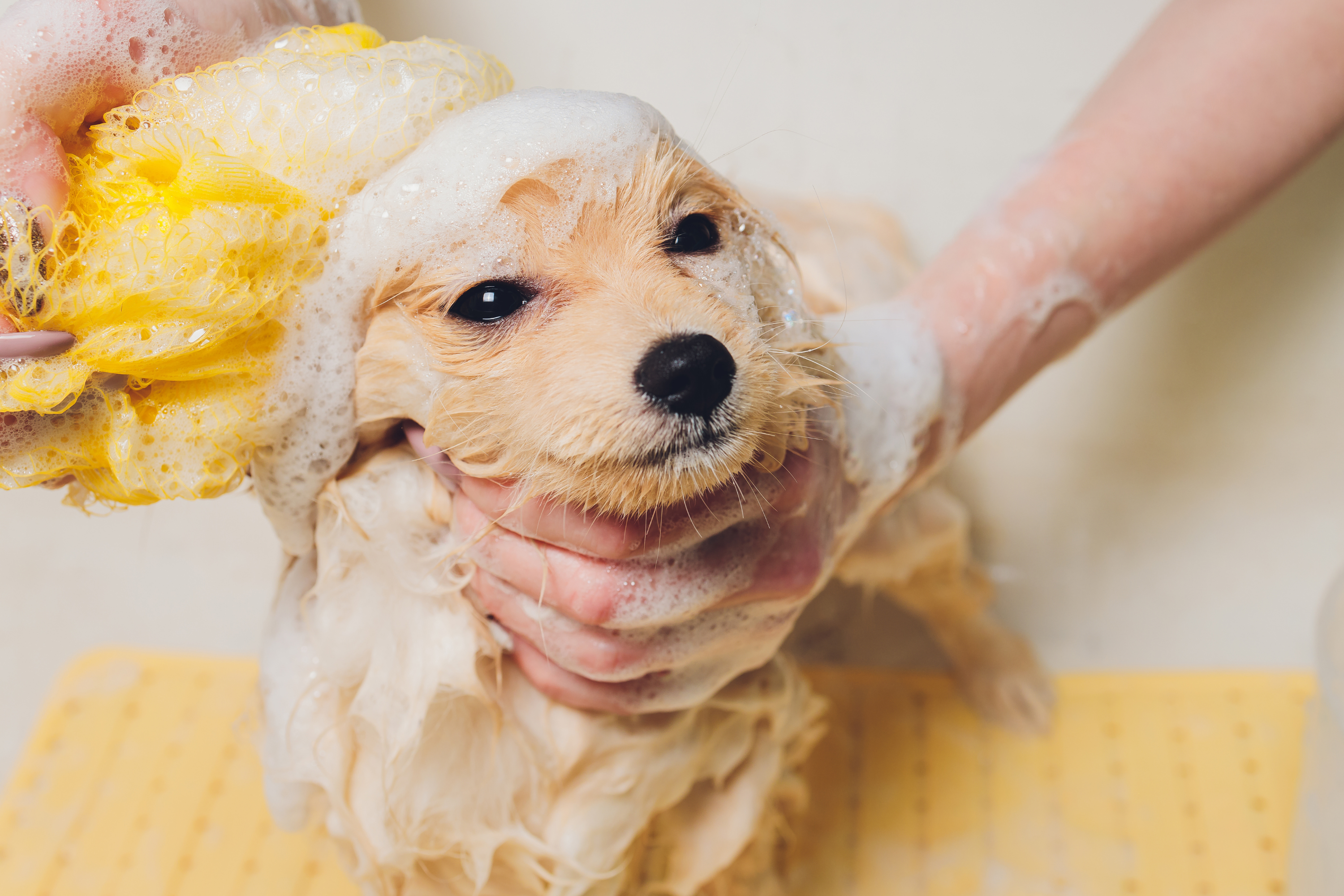 Guida completa al bagnetto del cucciolo: Consigli e tecniche per lavare cucciolo di cane