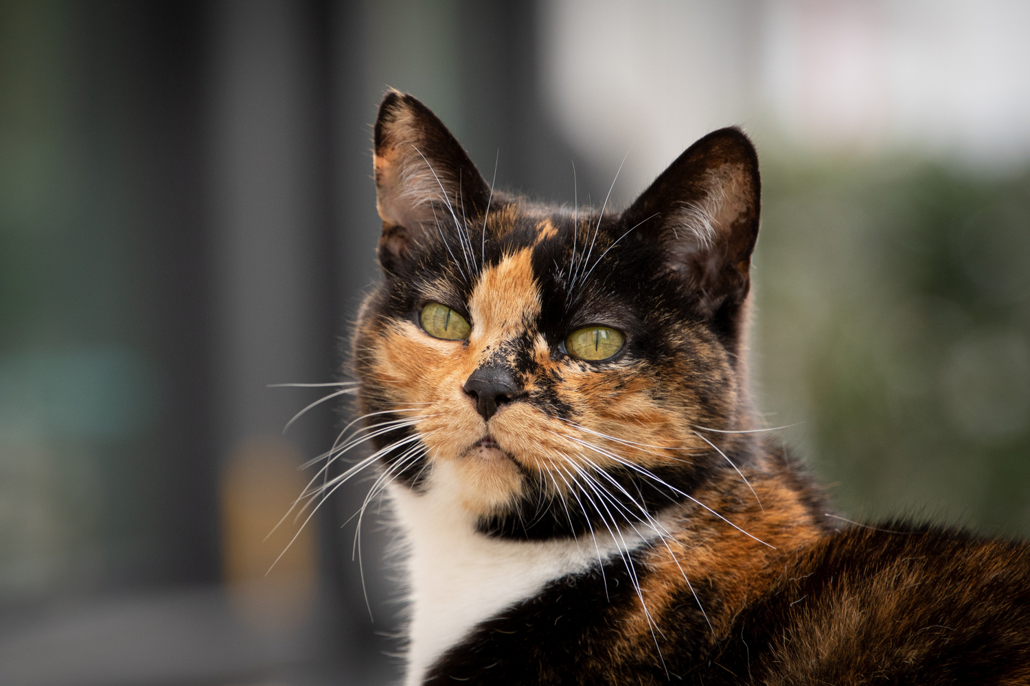 I Gatti Sudano e Soffrono il Caldo? Tutto Quello che Devi Sapere per Proteggere il Tuo Felino