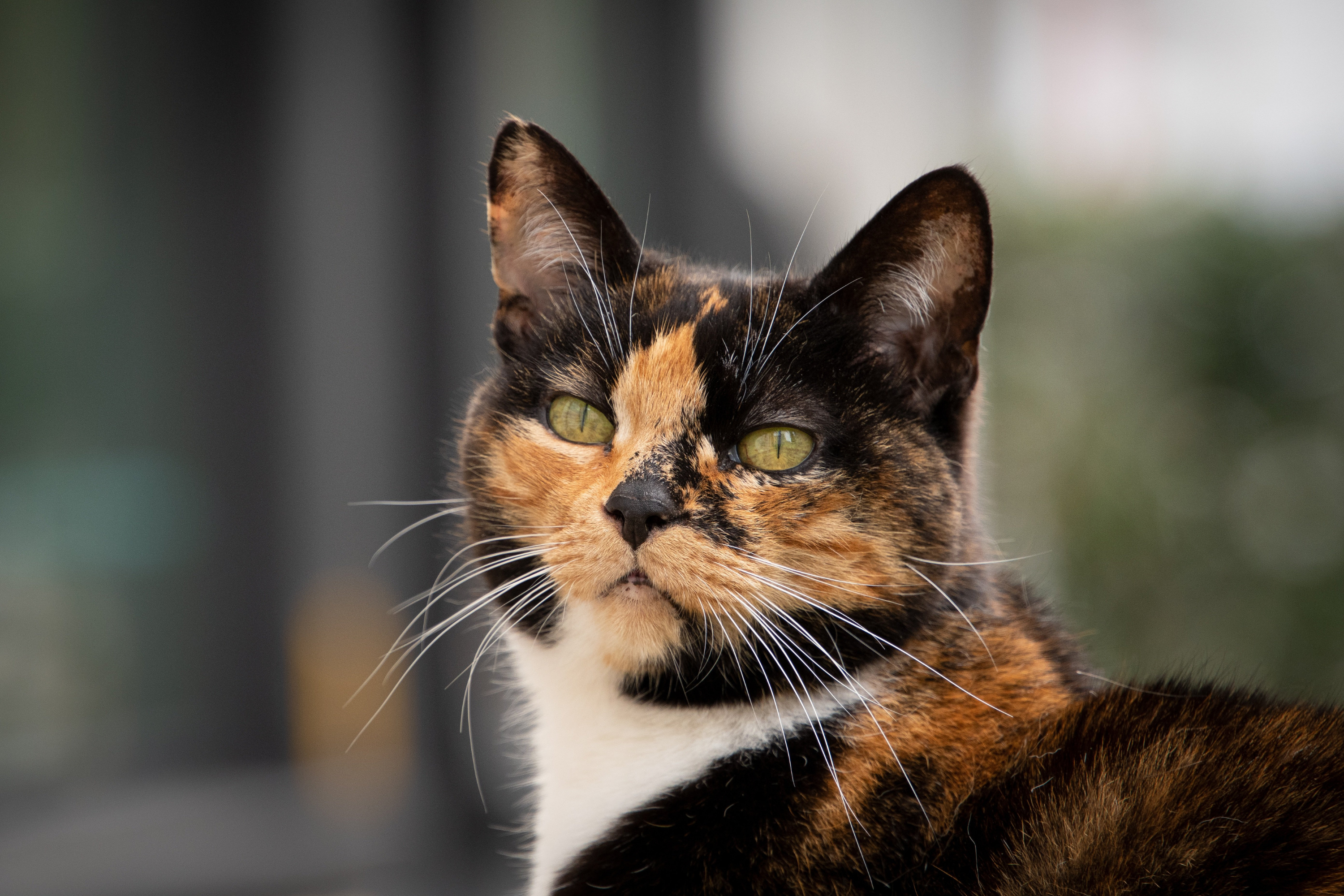 I Gatti Sudano e Soffrono il Caldo? Tutto Quello che Devi Sapere per Proteggere il Tuo Felino