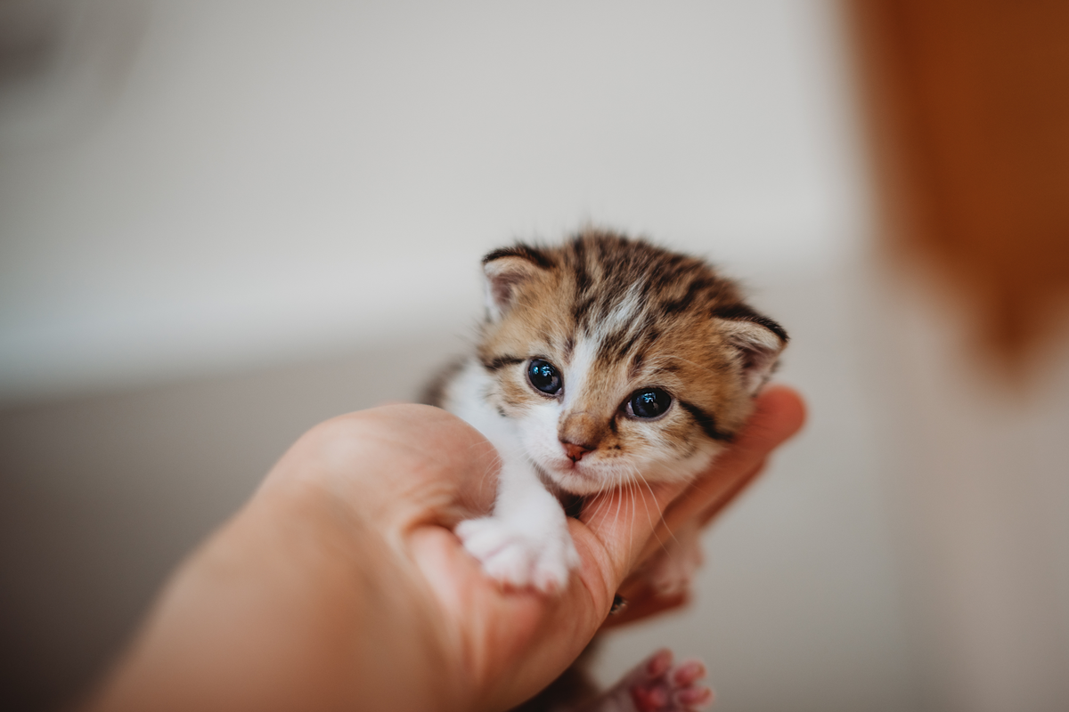 I Gattini nascono sordi? Tutto quello che devi sapere sullo sviluppo sensoriale dei cuccioli di gatto
