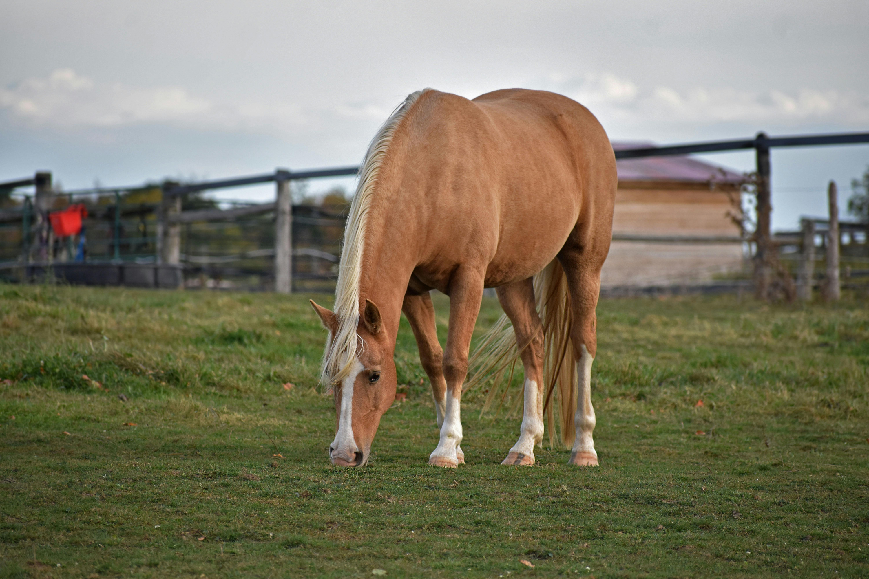 I benefici di una dieta a base di proteine per il tuo cavallo