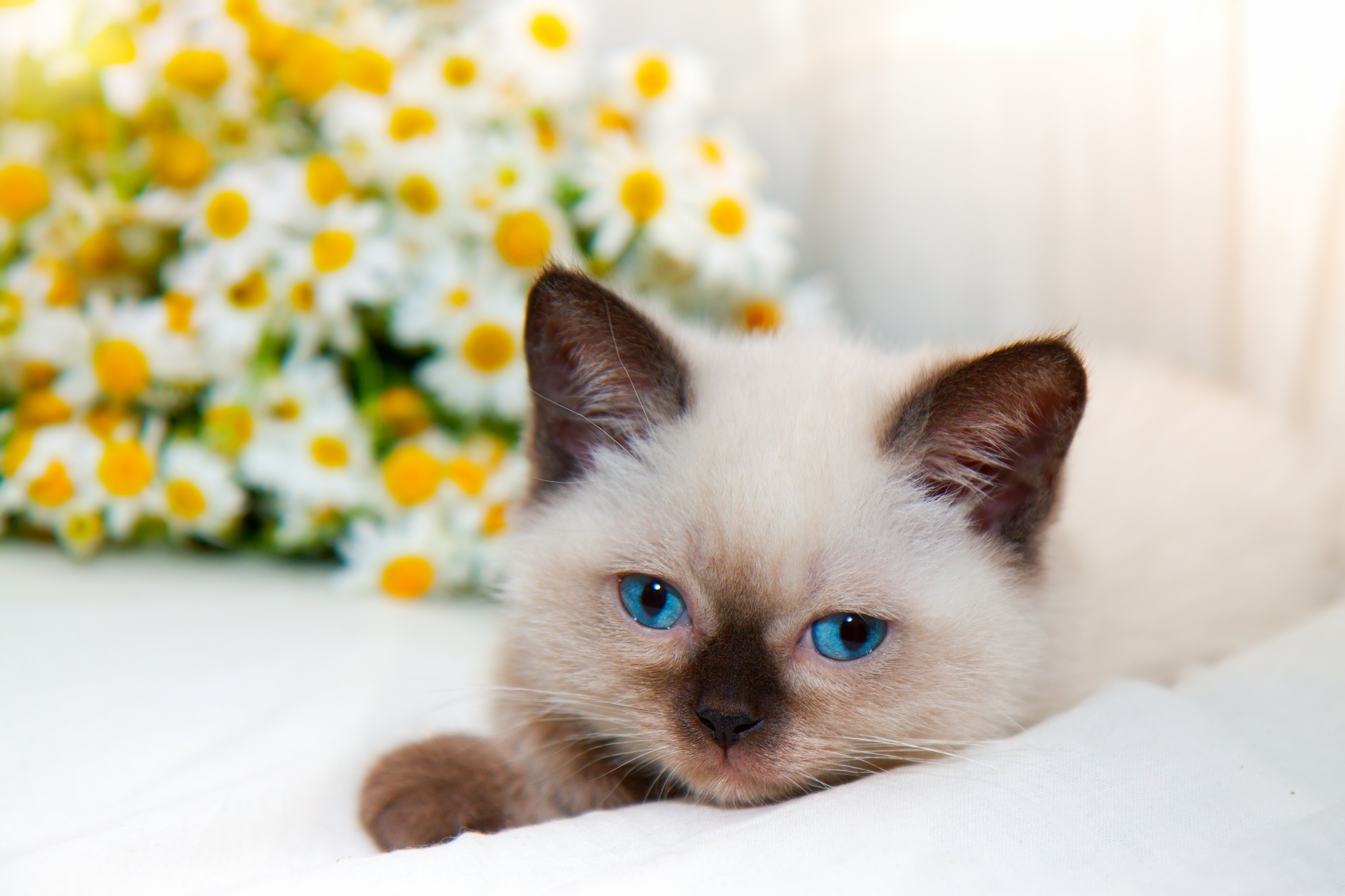 I gatti possono bere la camomilla? Scopriamo insieme la verità