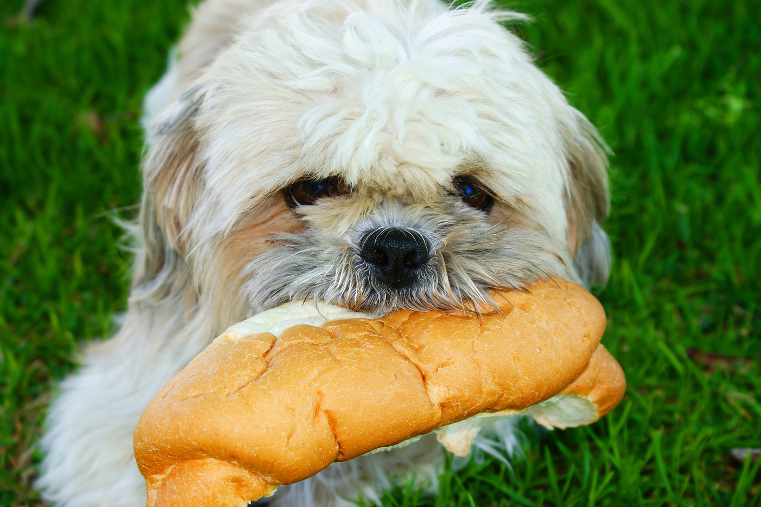 Il cane può mangiare il pane? Tutto quello che devi sapere