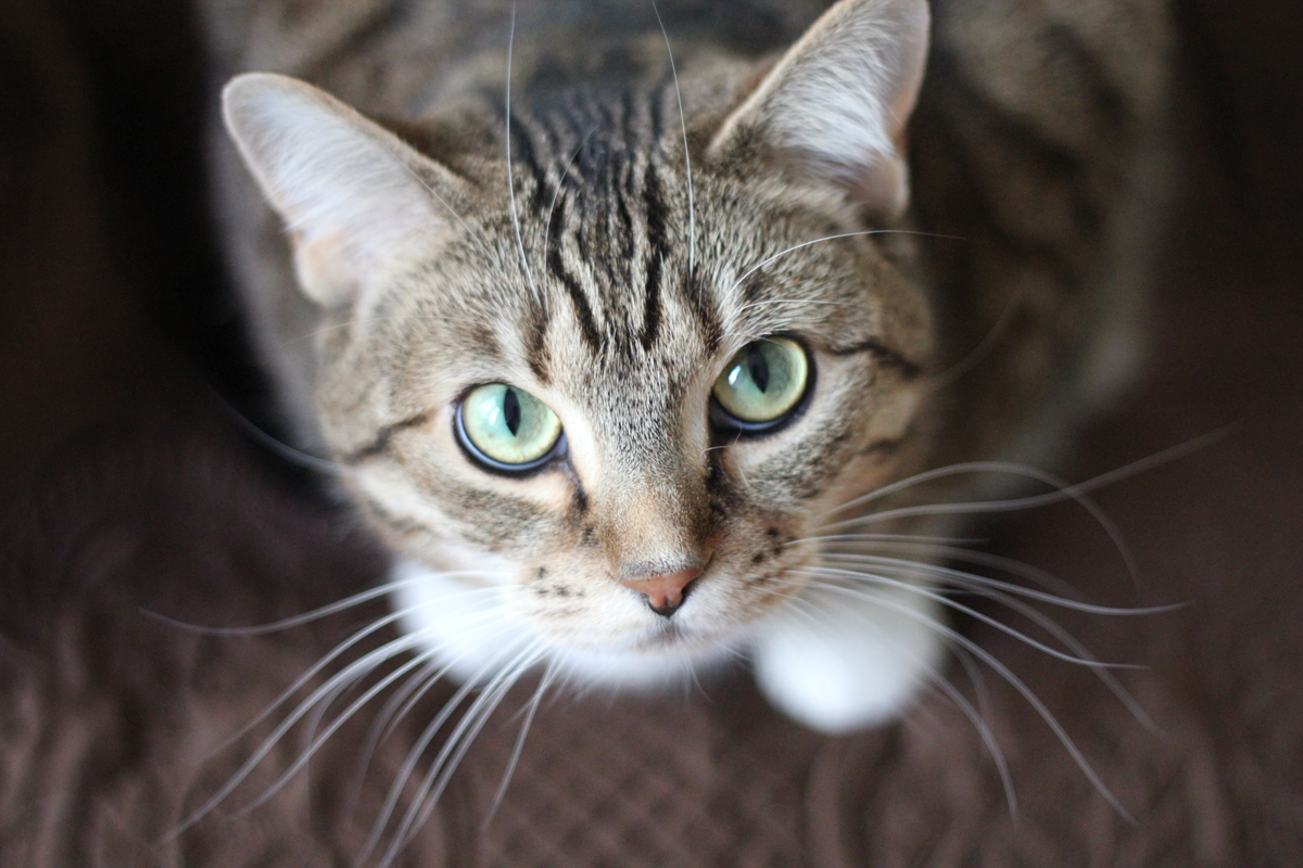 Il gatto ricorda la strada di casa? Come si orienta il tuo micio (e cosa fare se si perde)