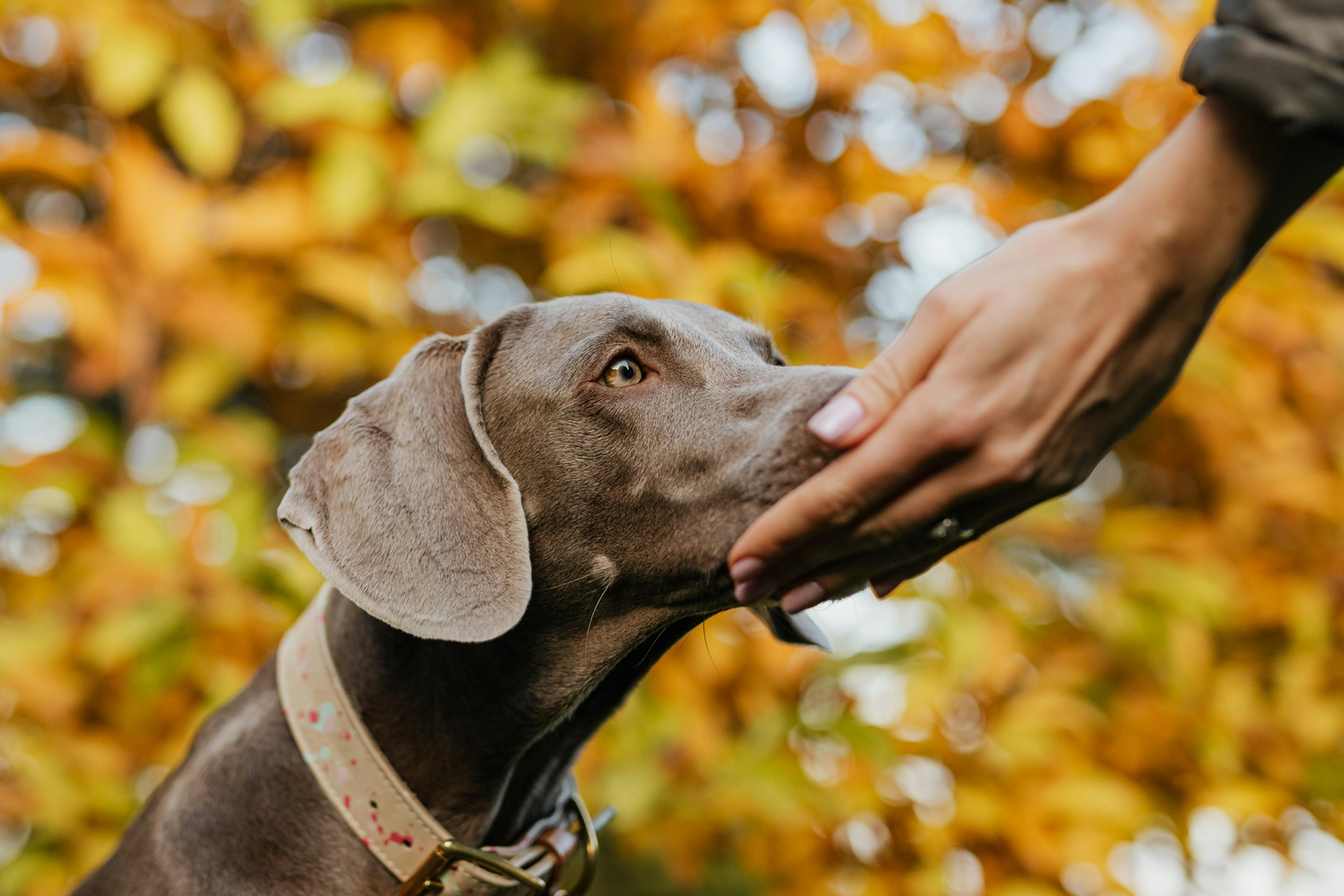 Il mondo olfattivo del tuo cane :5 Odori che Amano
