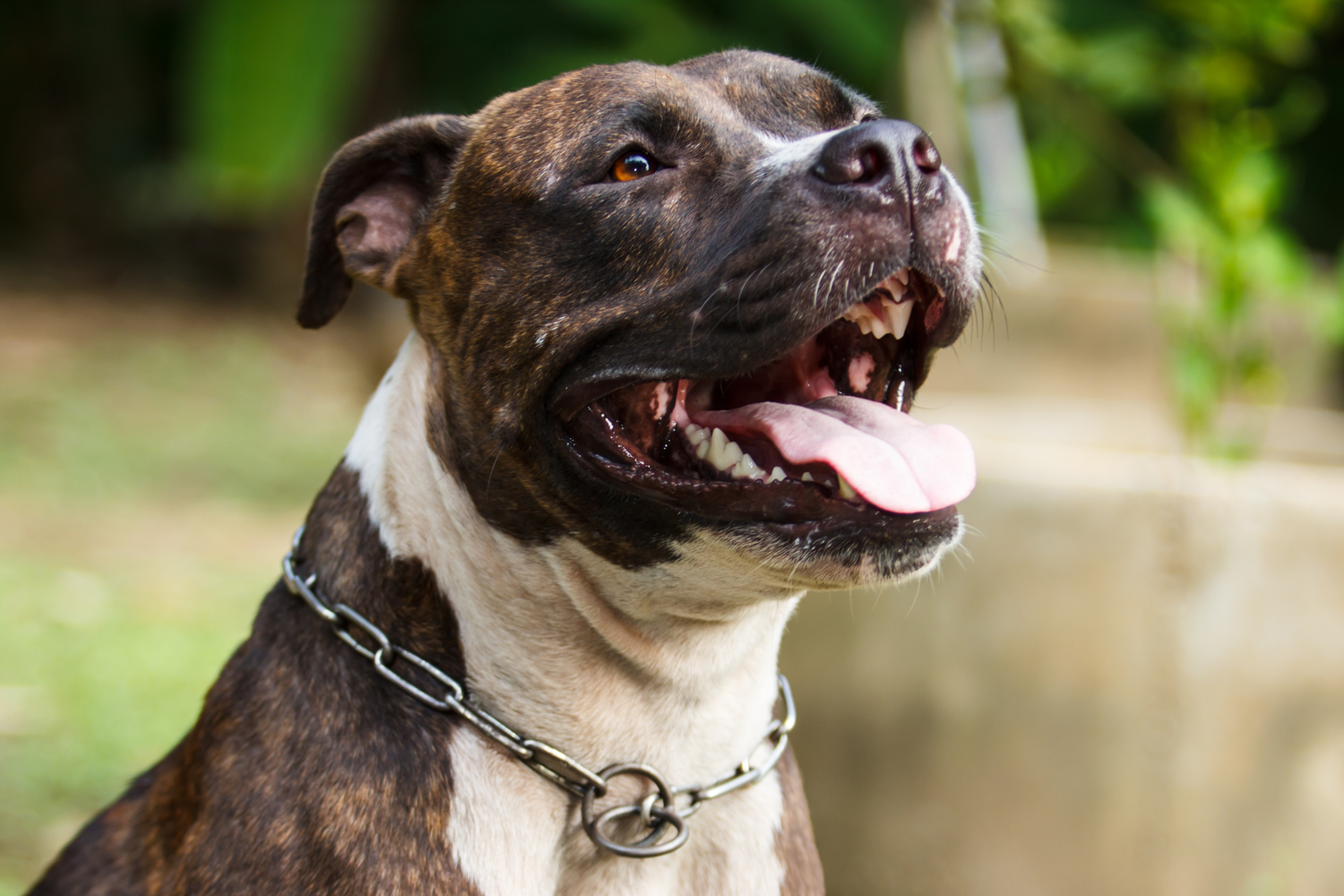 Il pitbull e il suo rapporto con l'uomo: verità oltre i pregiudizi