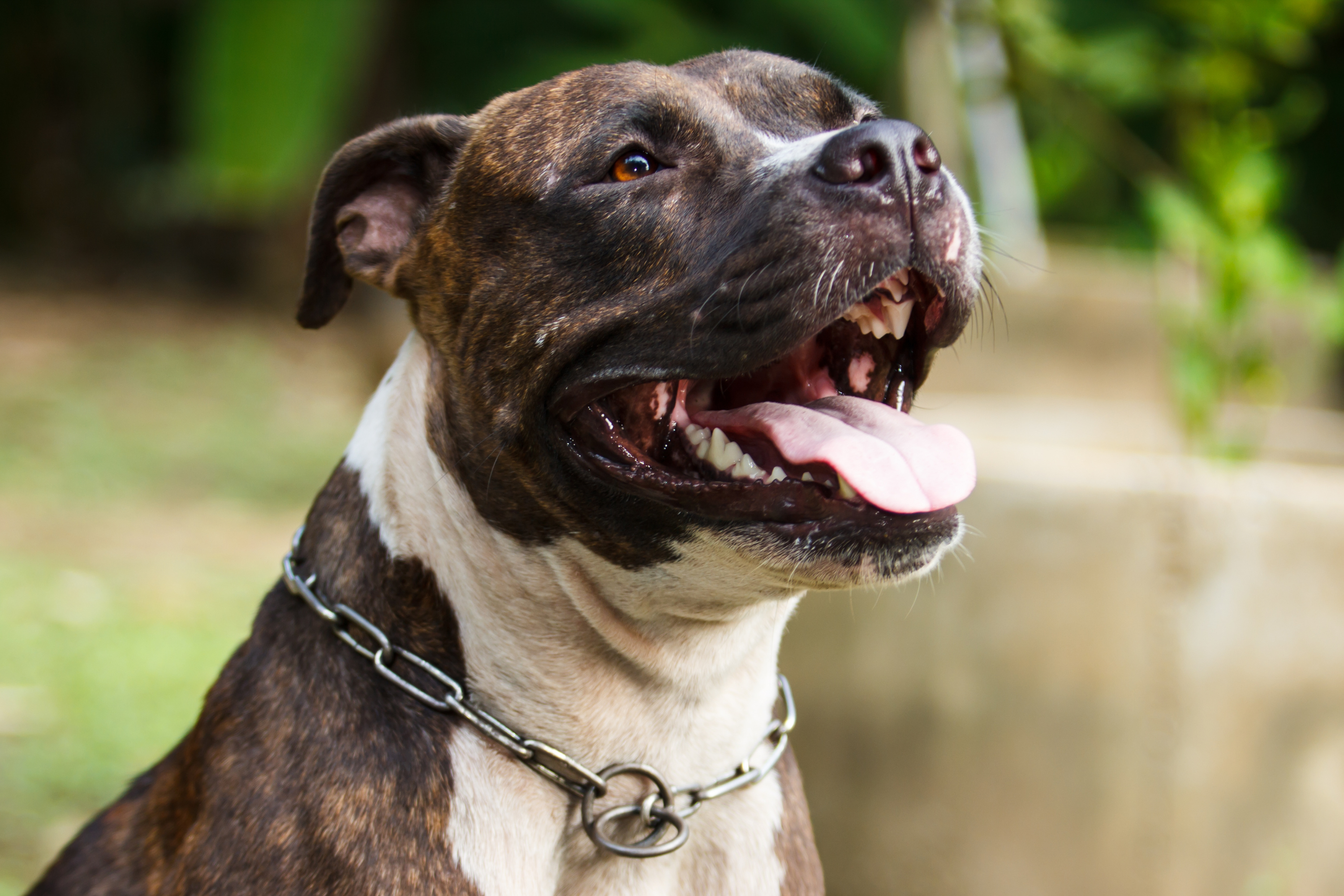 Il pitbull e il suo rapporto con l'uomo: verità oltre i pregiudizi