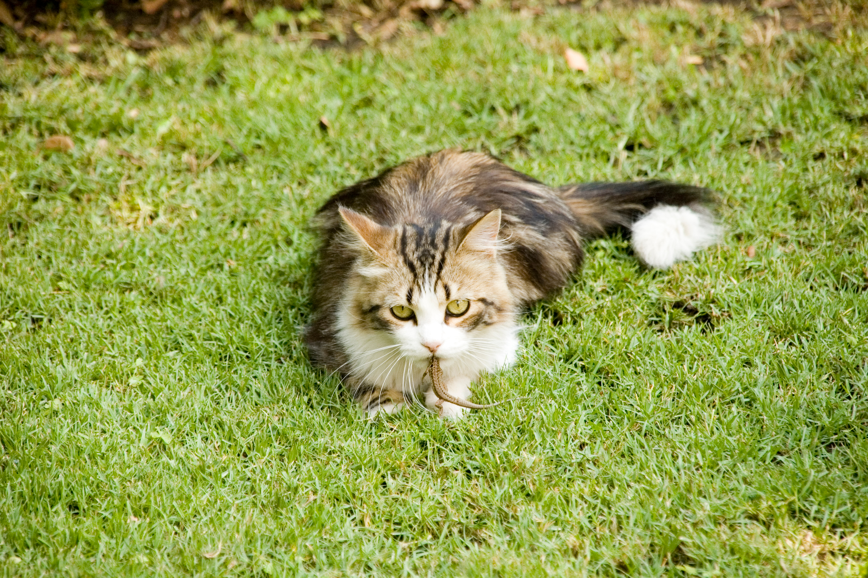 Il tuo gatto ha mangiato una lucertola? Ecco cosa devi sapere subito