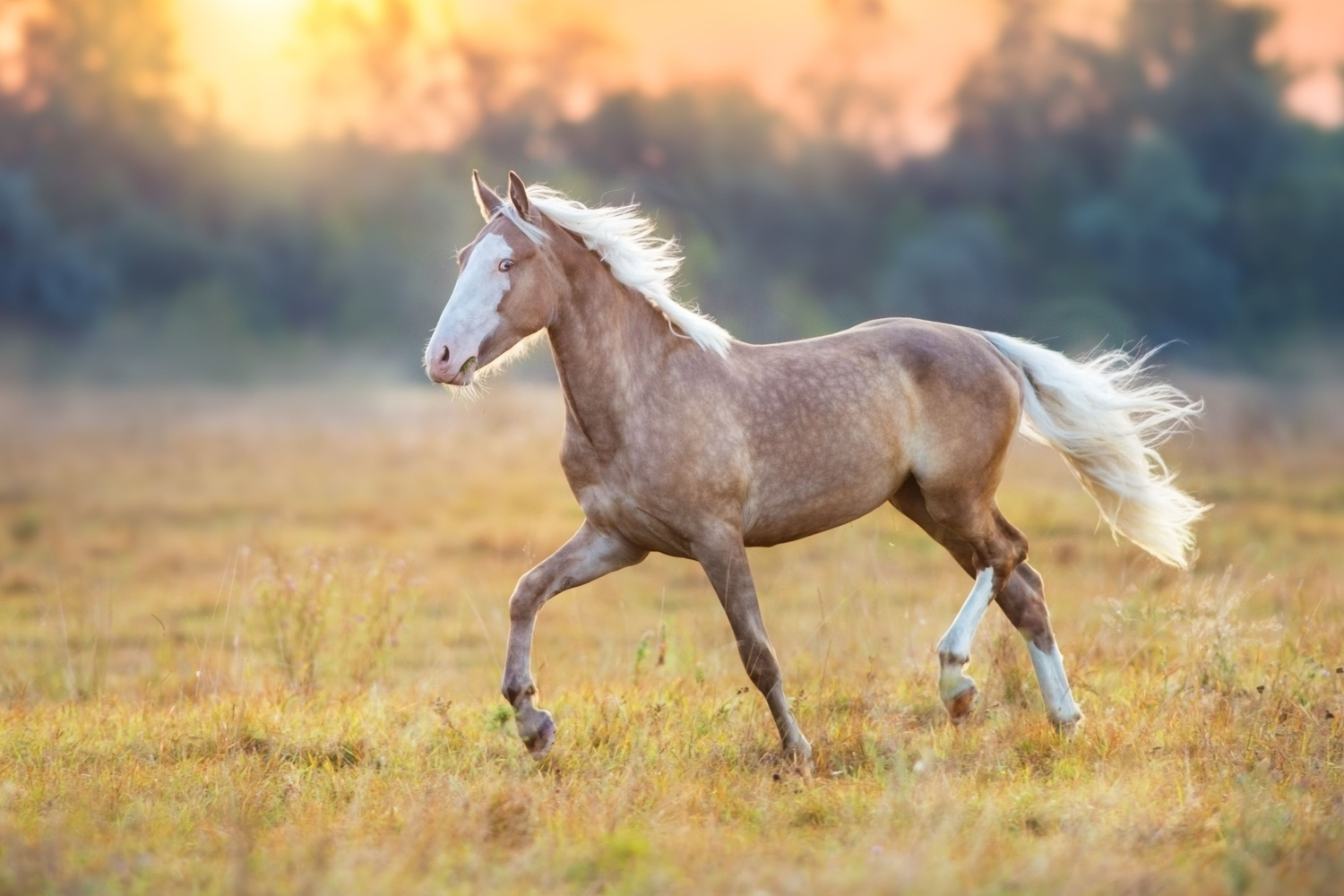 L'intelligenza del cavallo: cosa rivela davvero la mente del nostro compagno equino