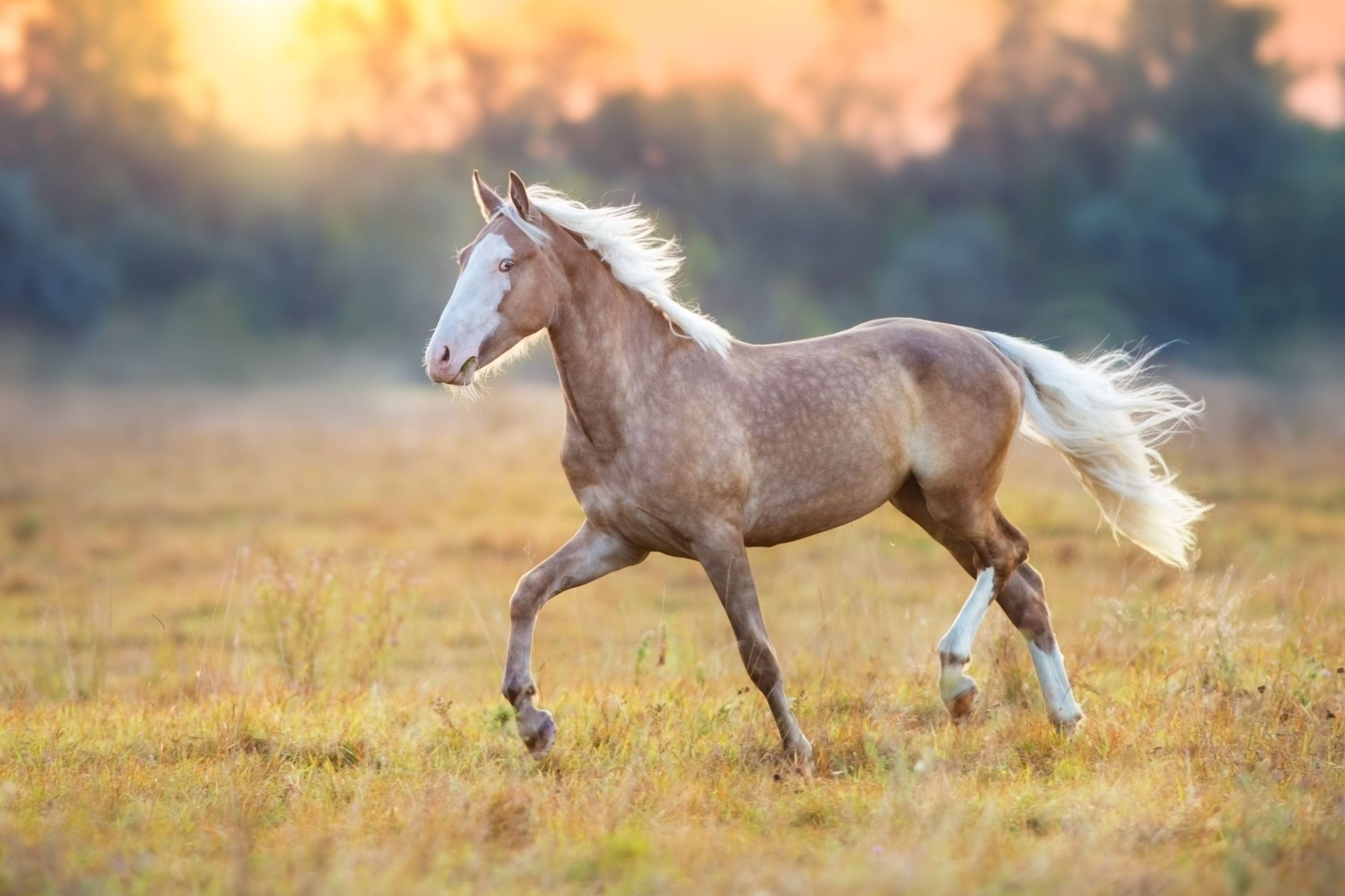 L'intelligenza del cavallo: cosa rivela davvero la mente del nostro compagno equino