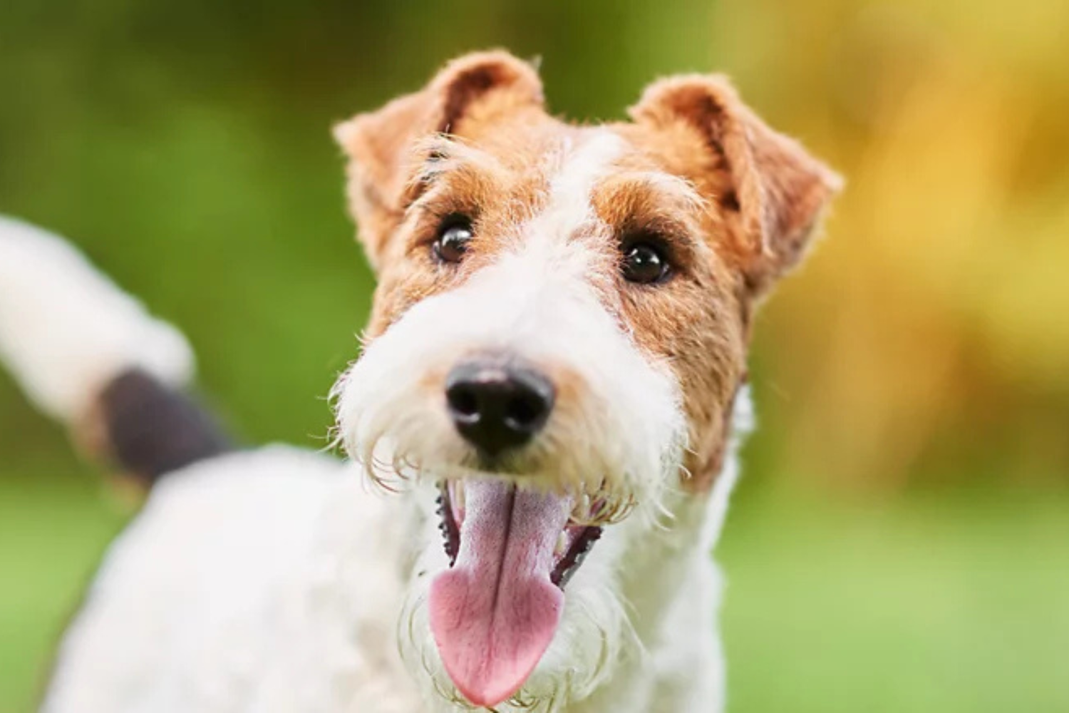 Le 5 razze di cani a pelo duro: caratteristiche, cure e consigli per la Toelettatura