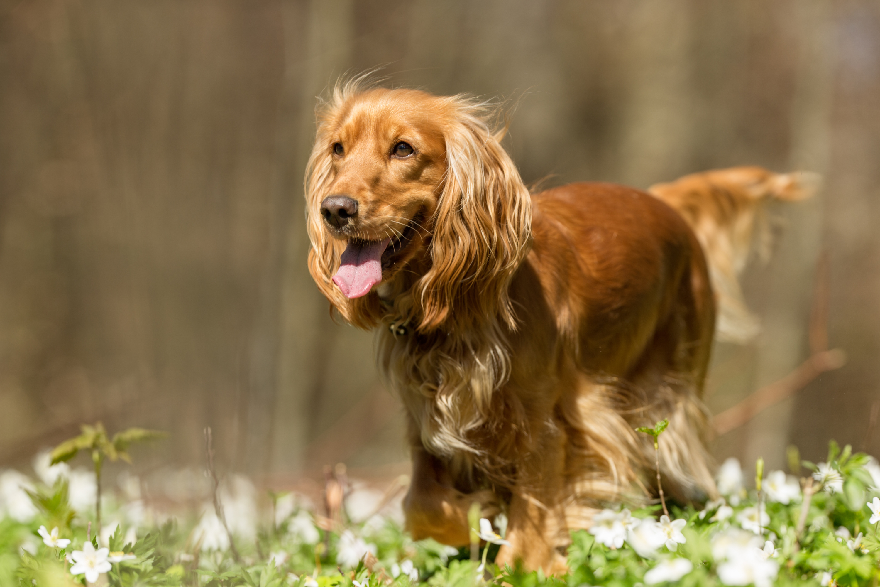 Osteoartrite nel Cane: Tutto Quello che Devi Sapere